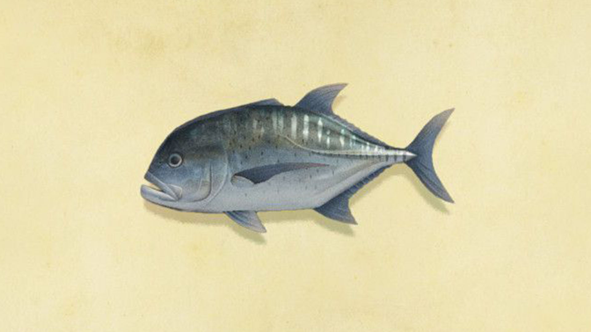 Acnh giant trevally