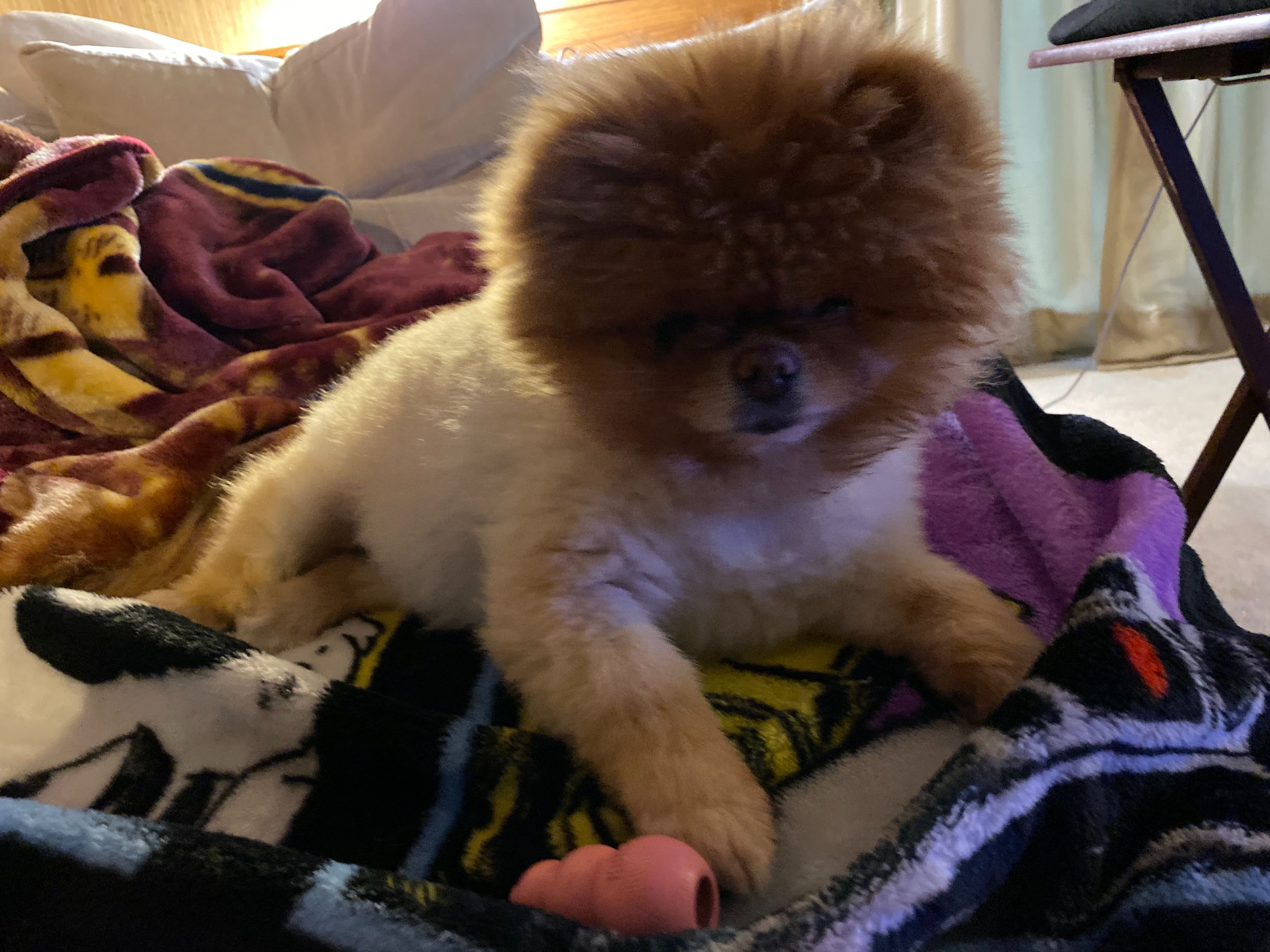 Lola needs a bath.