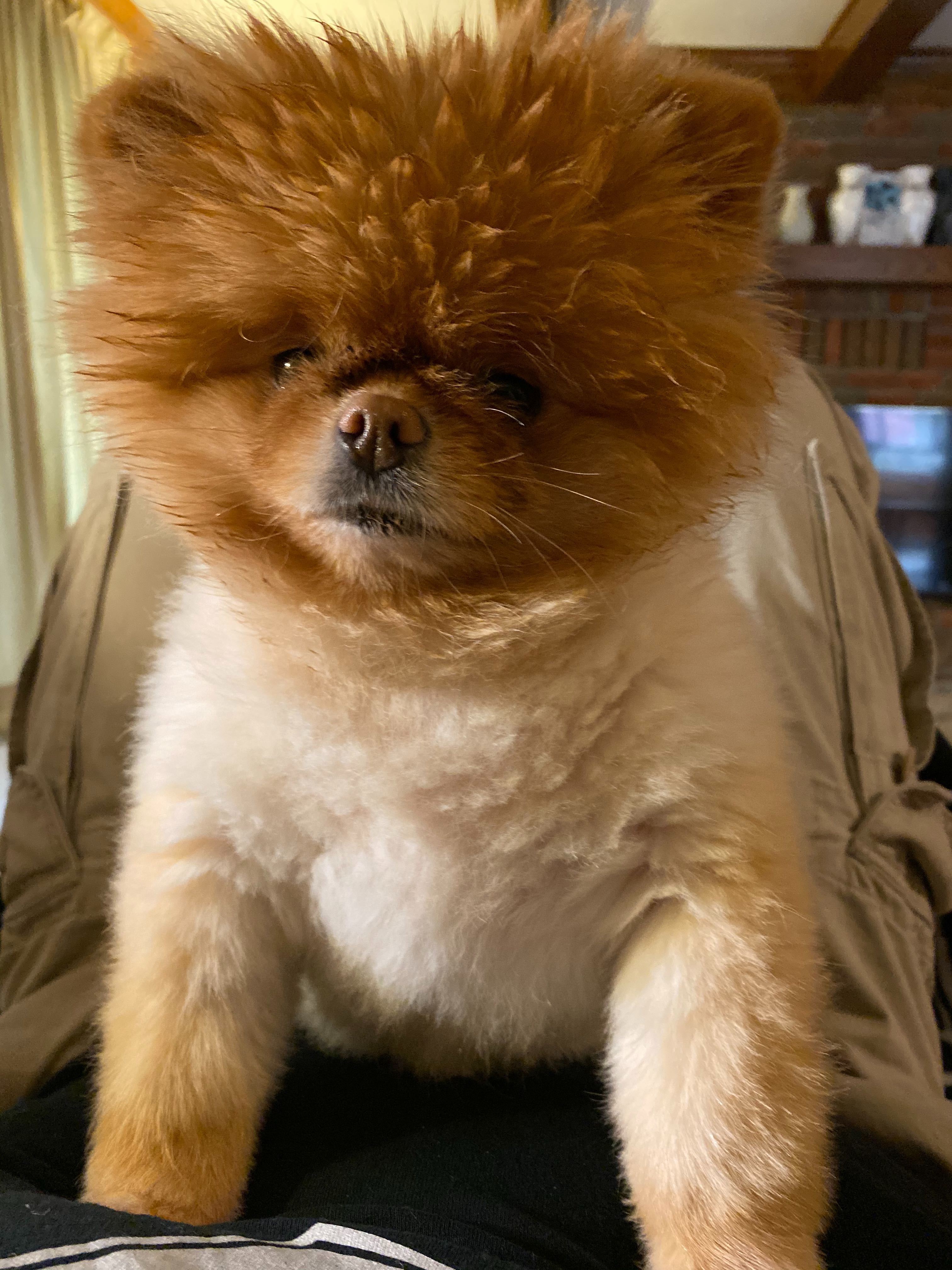 Lola is the best dog.