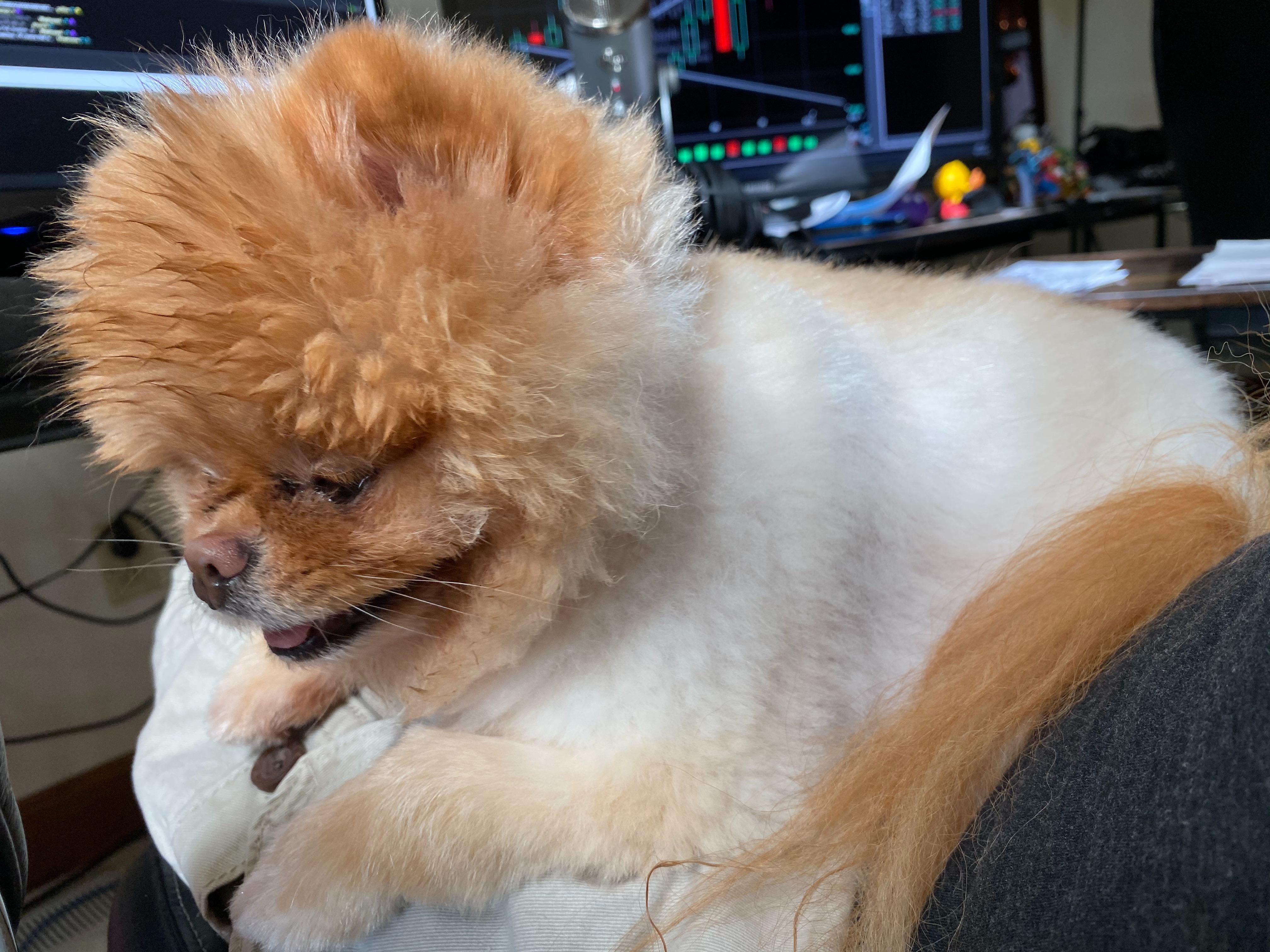 Lola is the best dog.