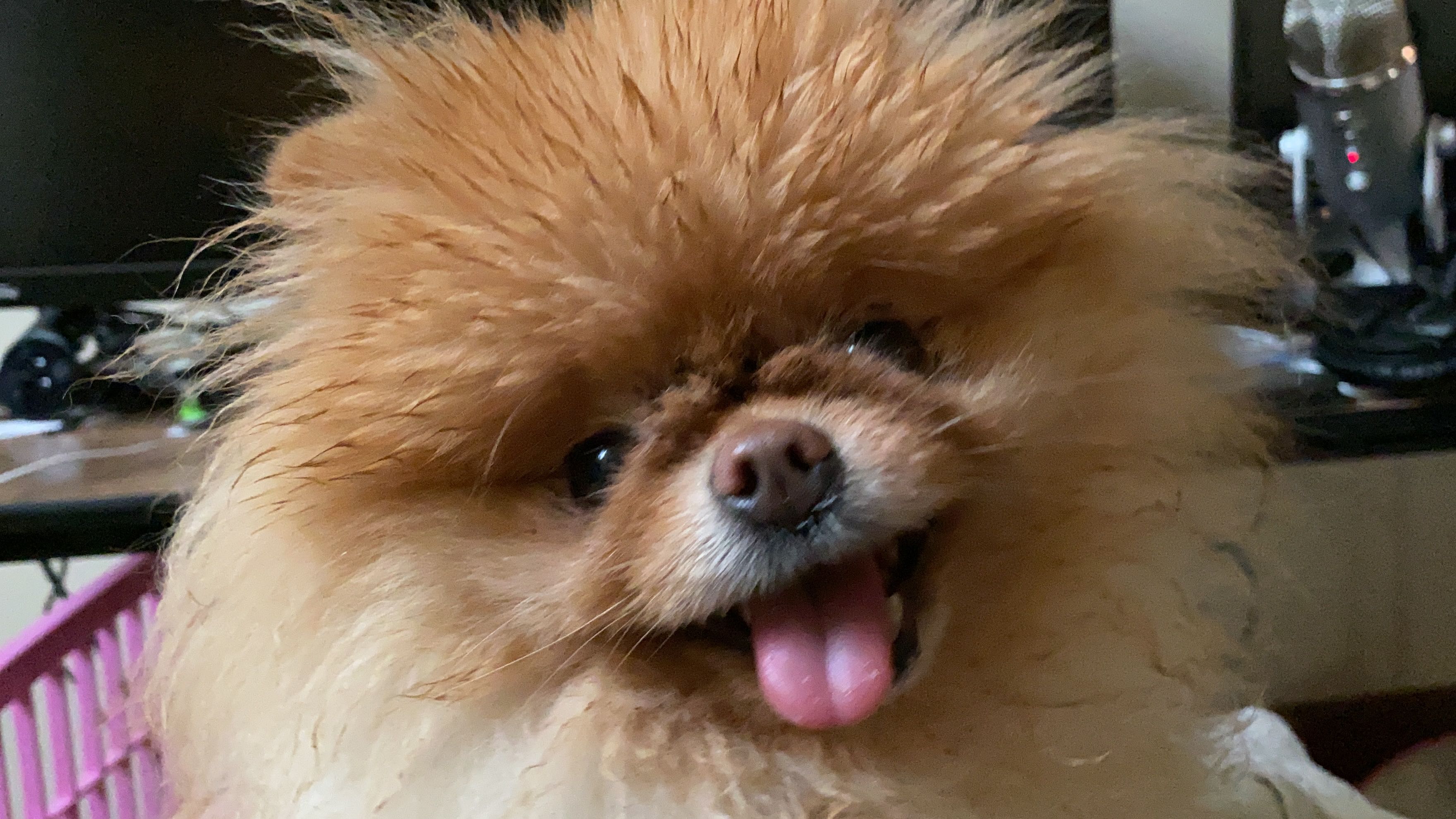 Lola is great.