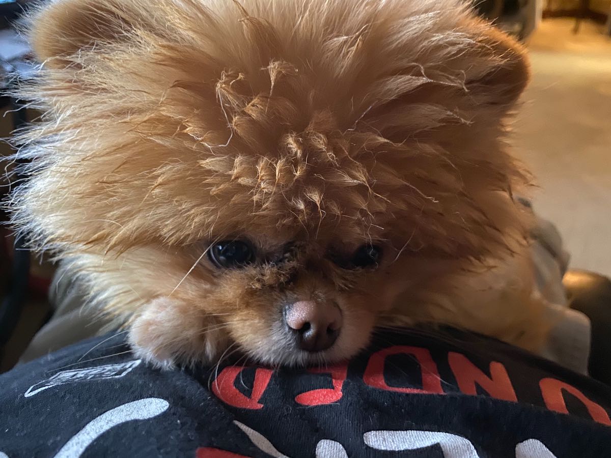 Lola is the best dog.