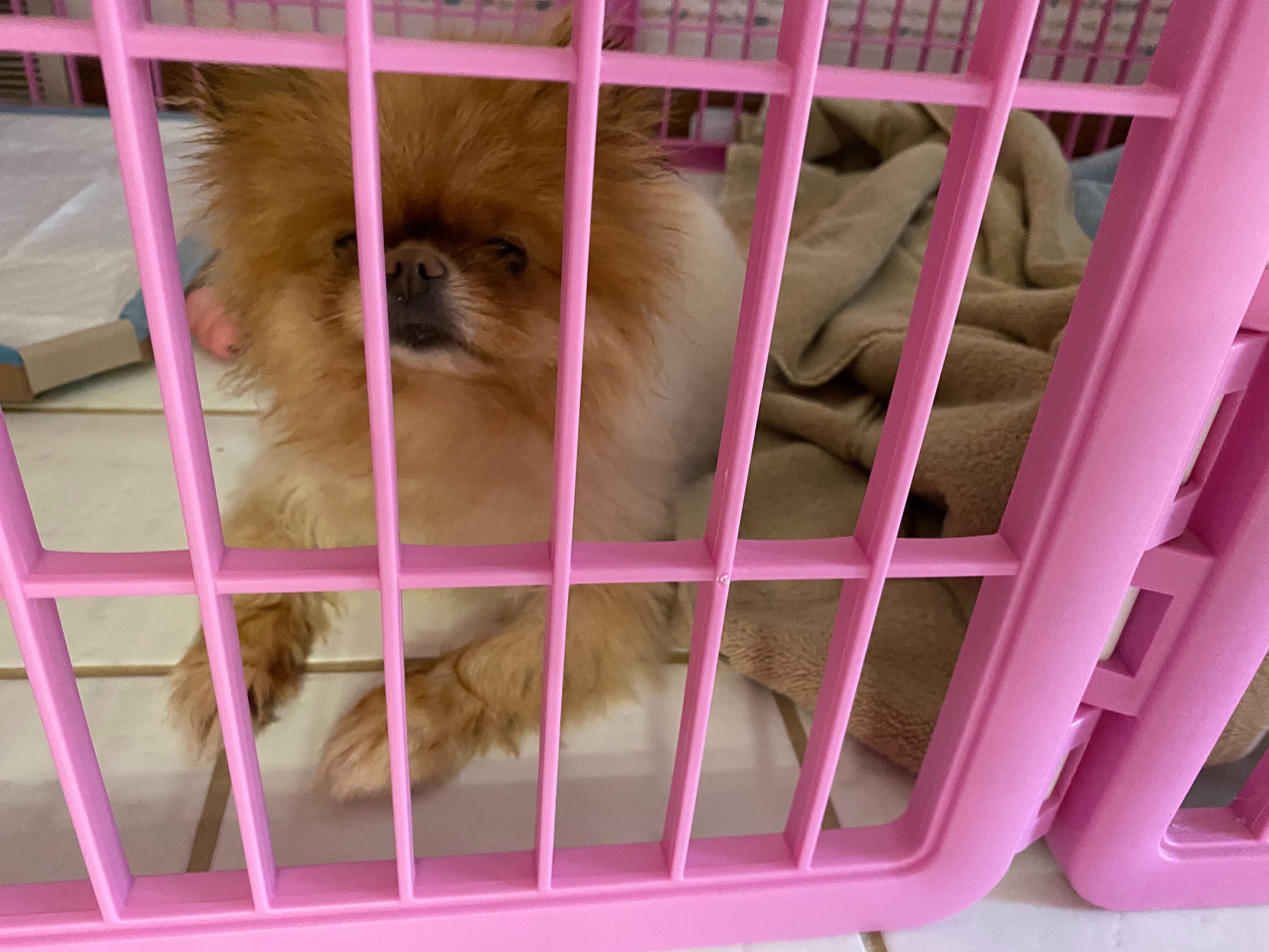 Lola is the best dog, but she was mad about having a bath today.
