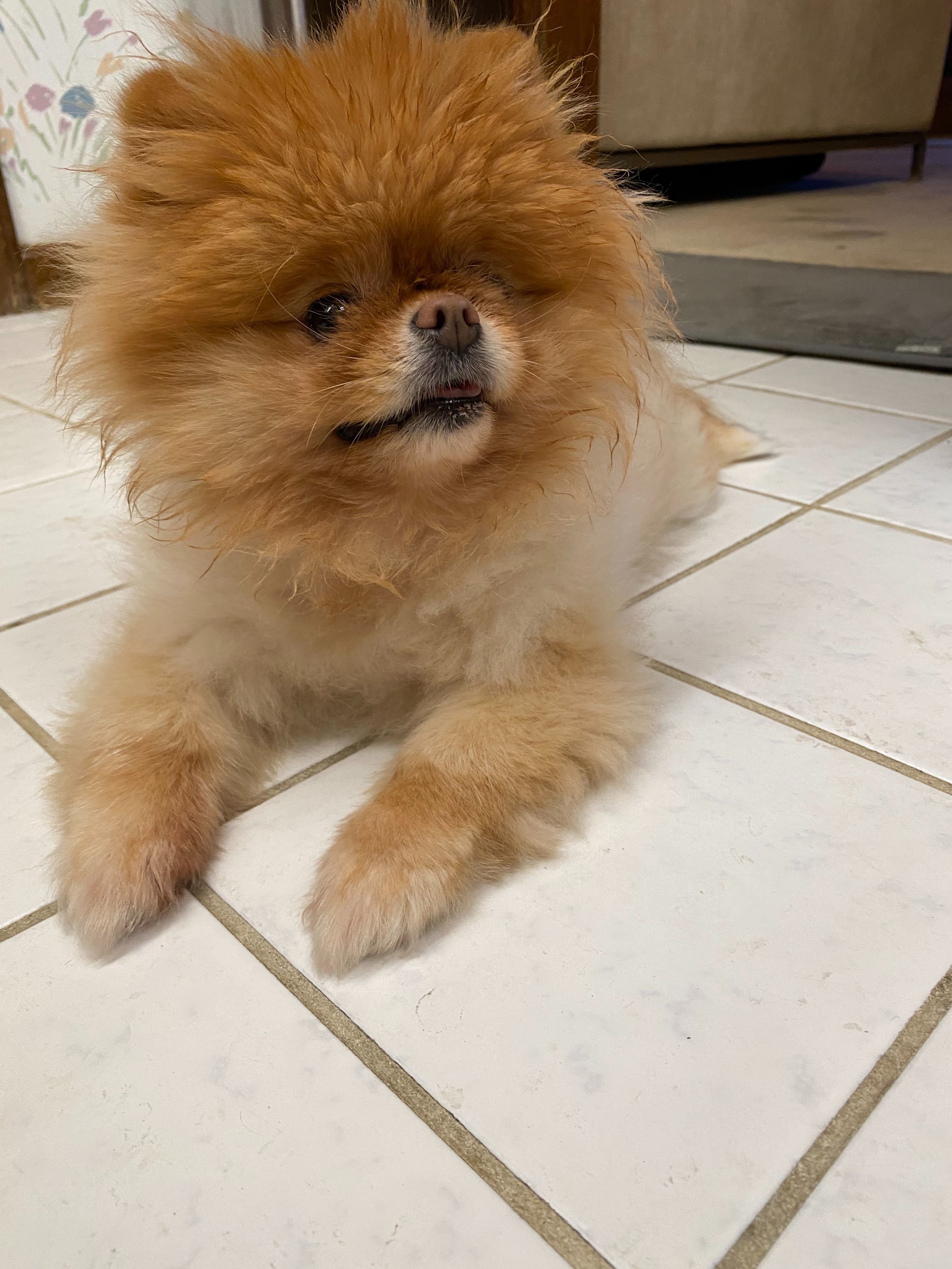 Lola is the best dog.