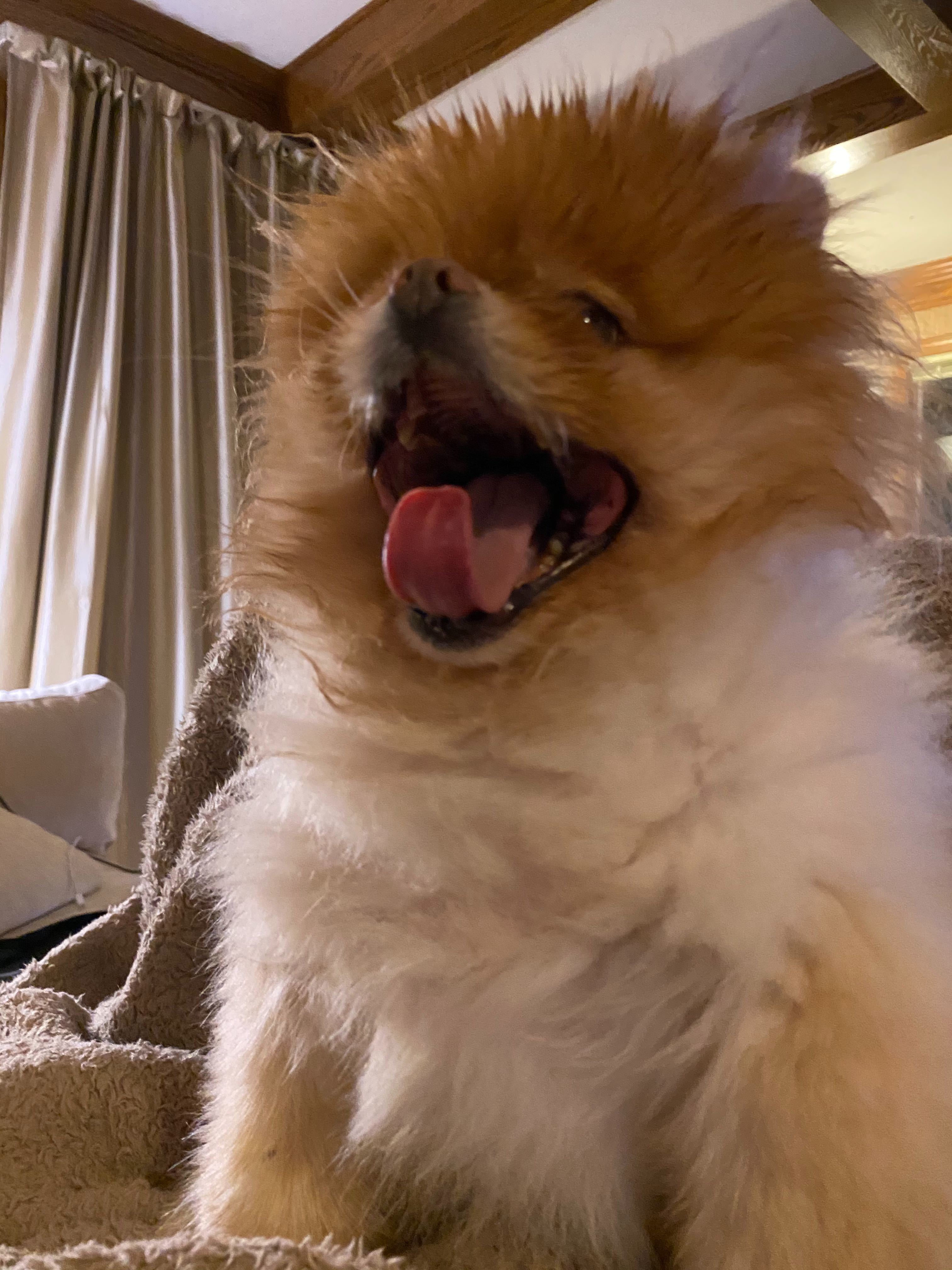 Lola is the best dog.