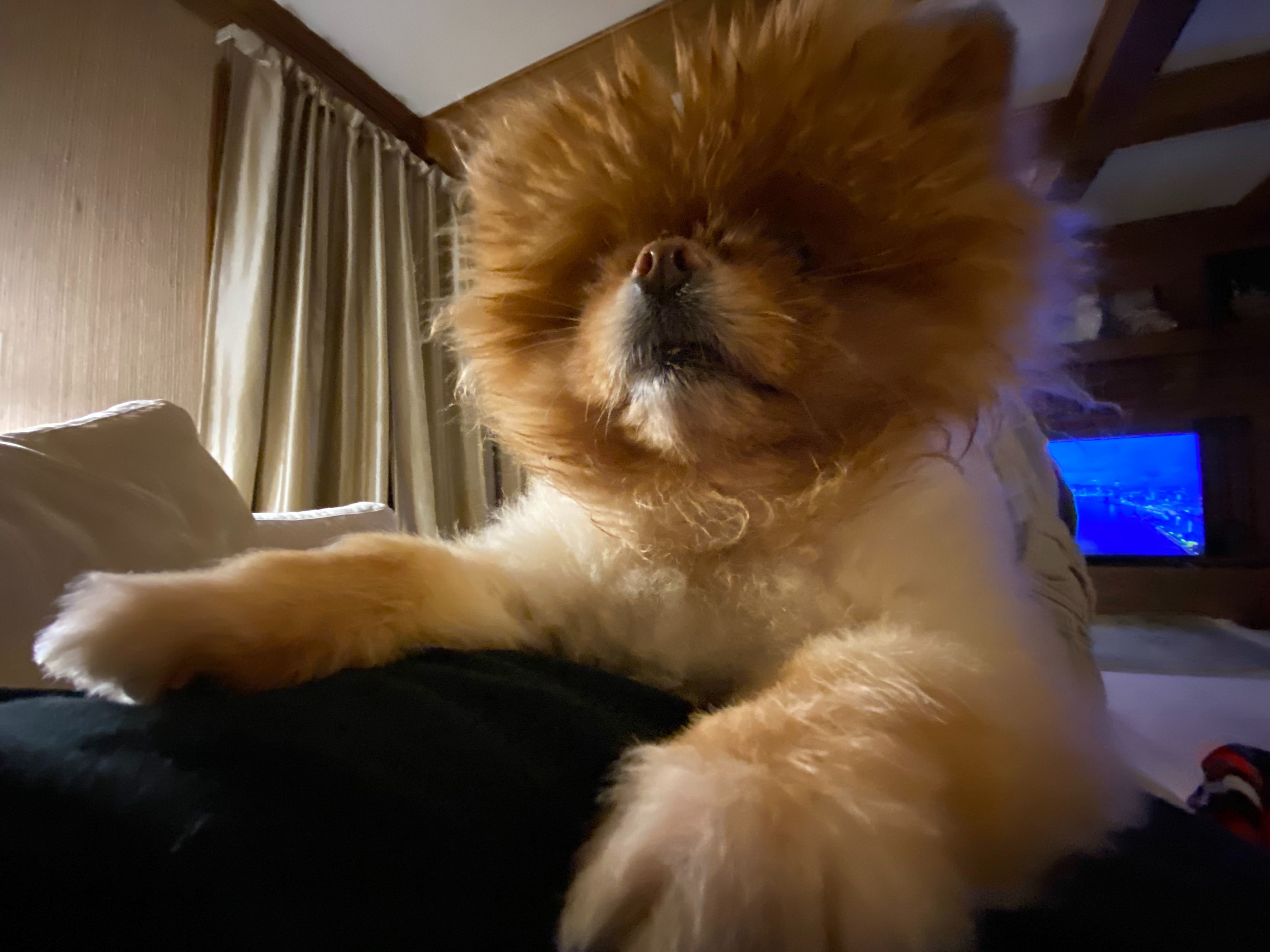 Lola is the best dog.