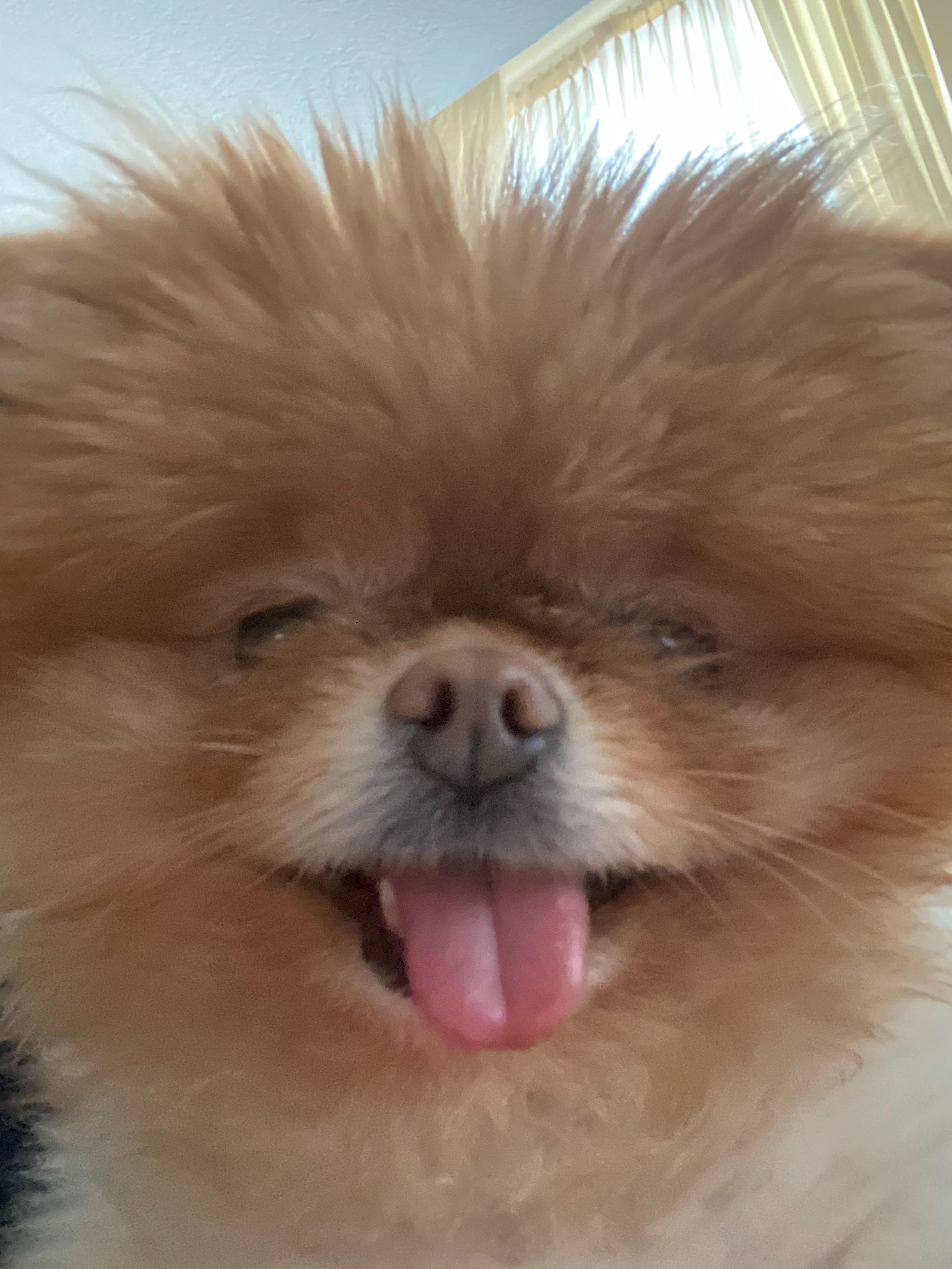 Lola is the best dog.