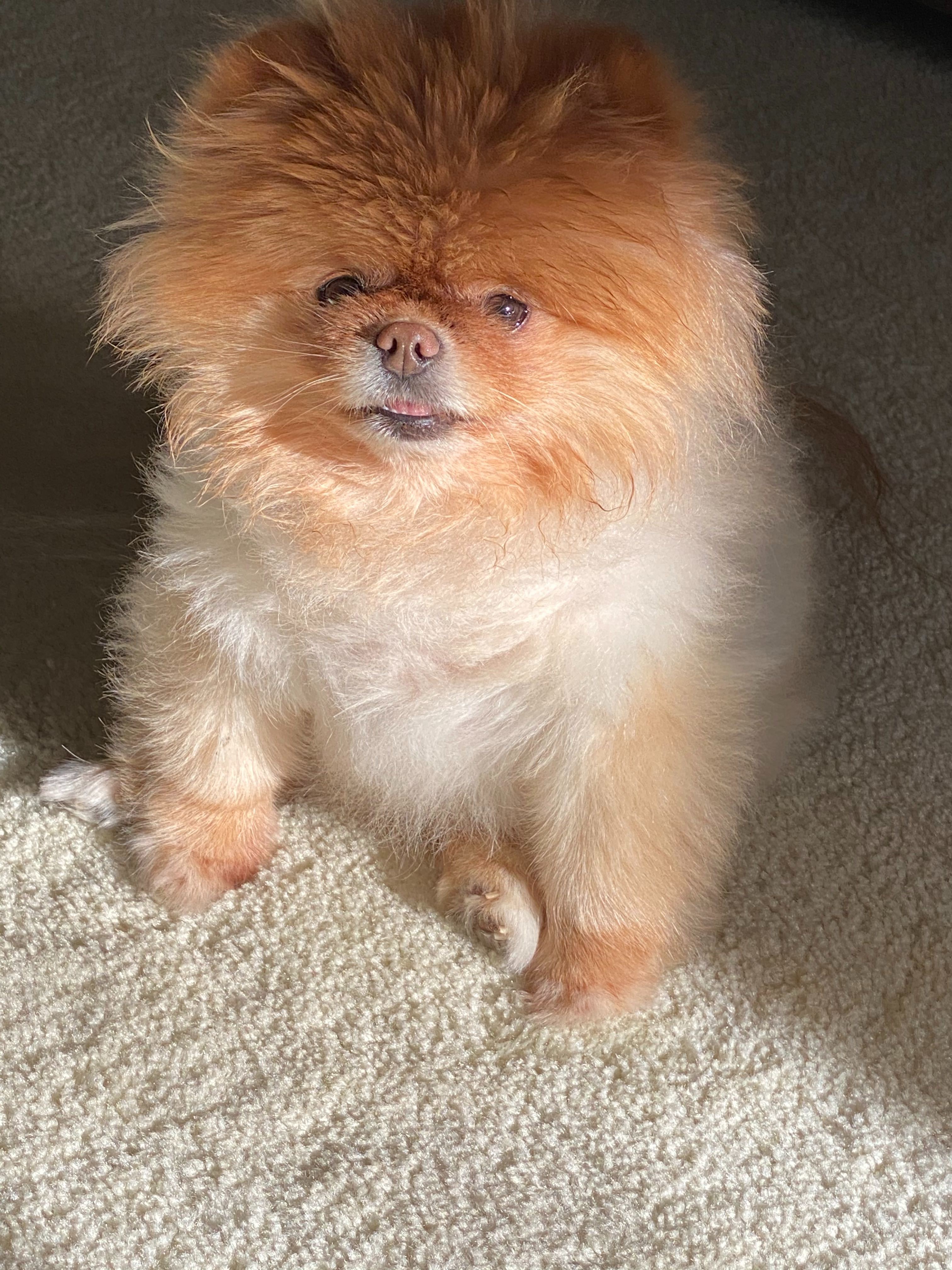 Lola is the best dog.