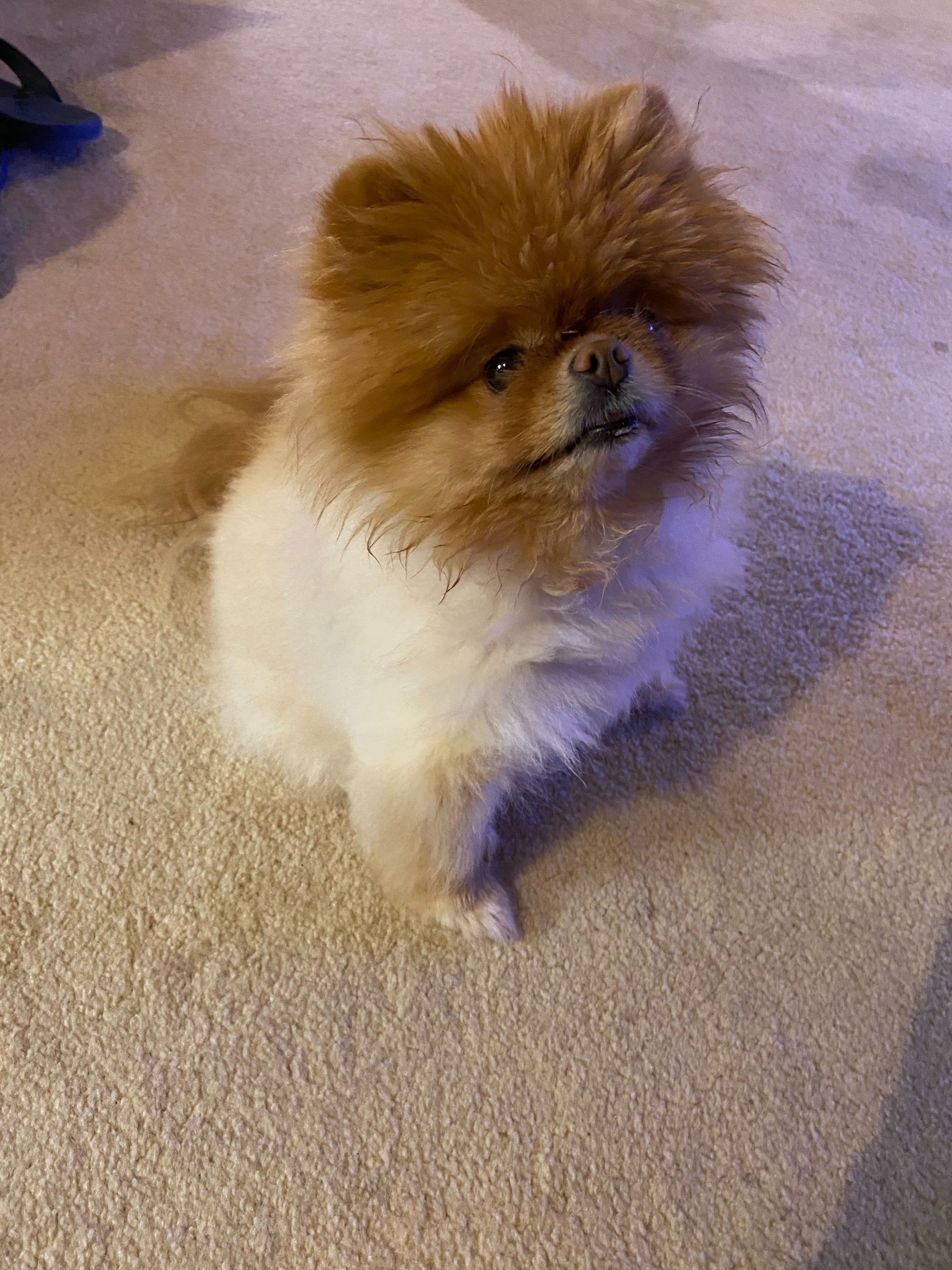 Lola is the best dog.