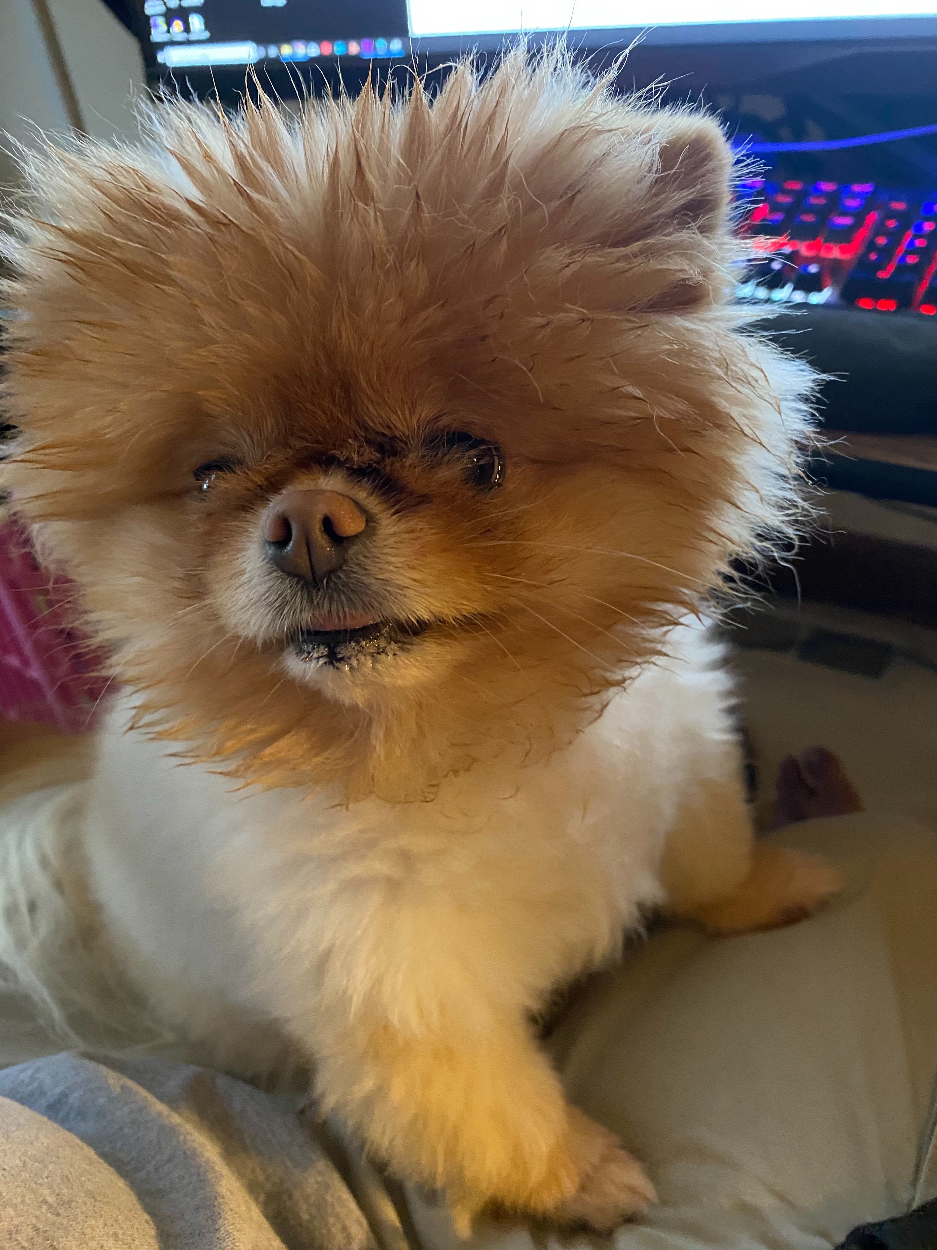 Lola is the best dog.