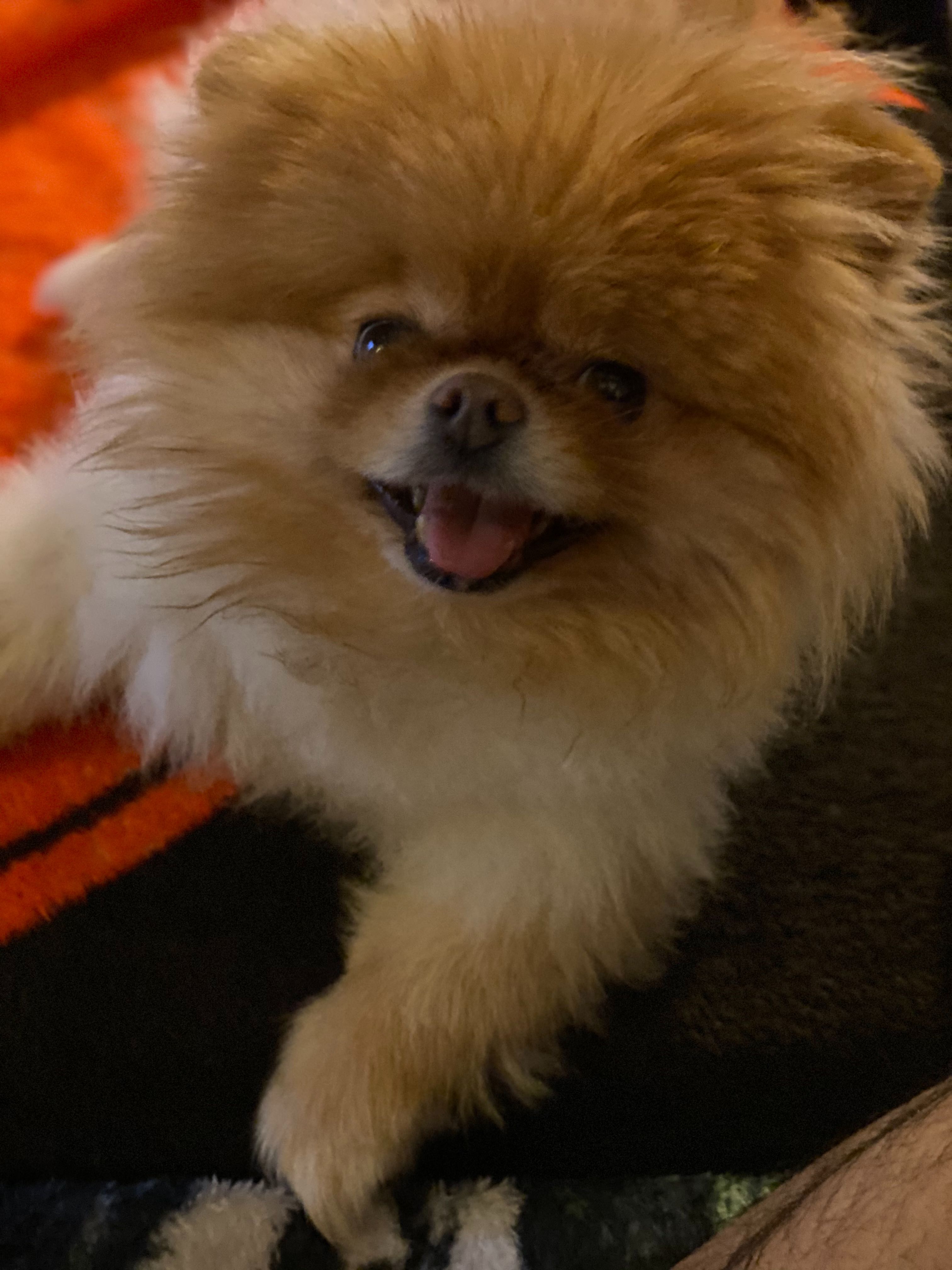 Lola is the best dog.