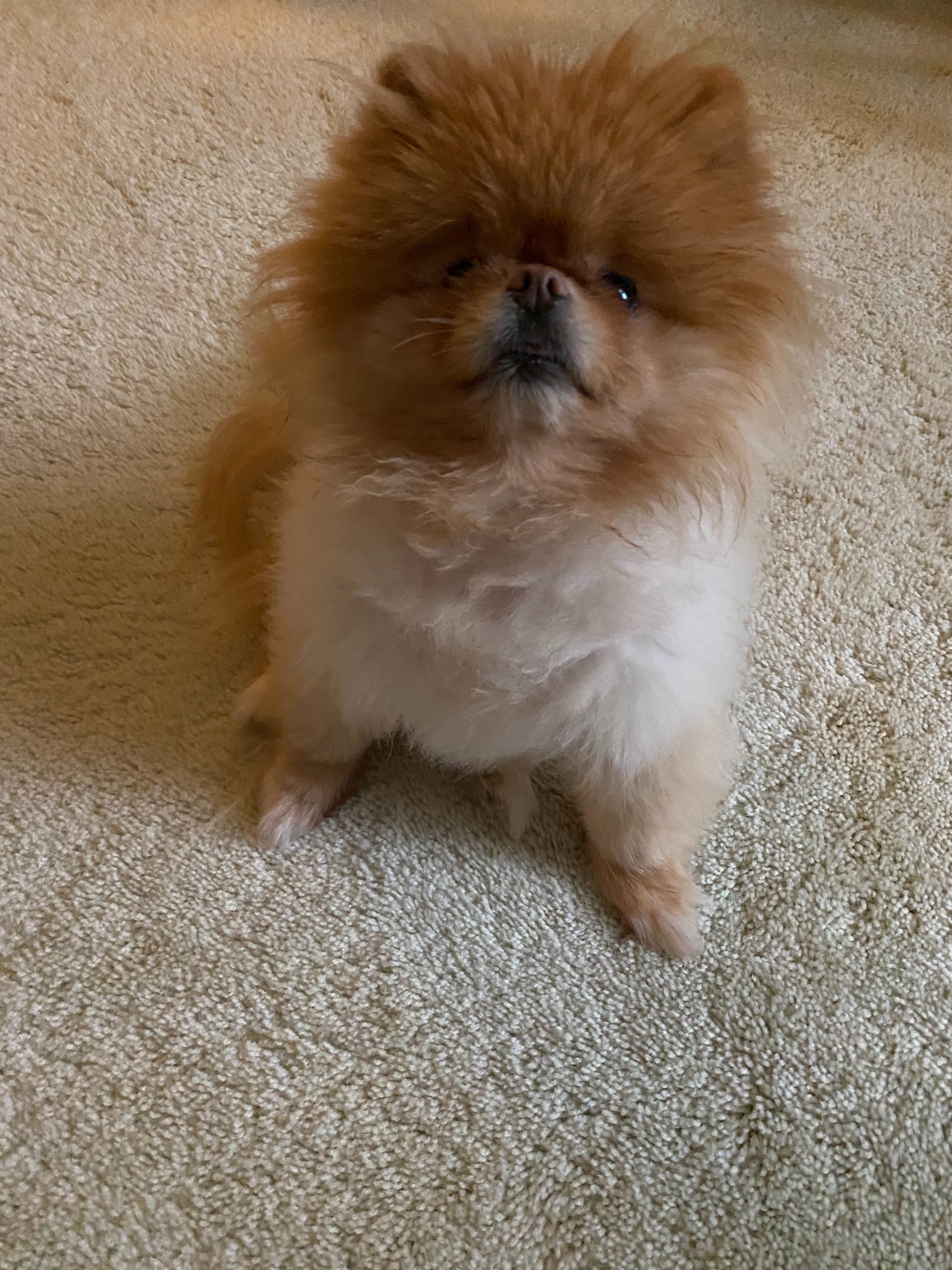 Lola is the best dog.
