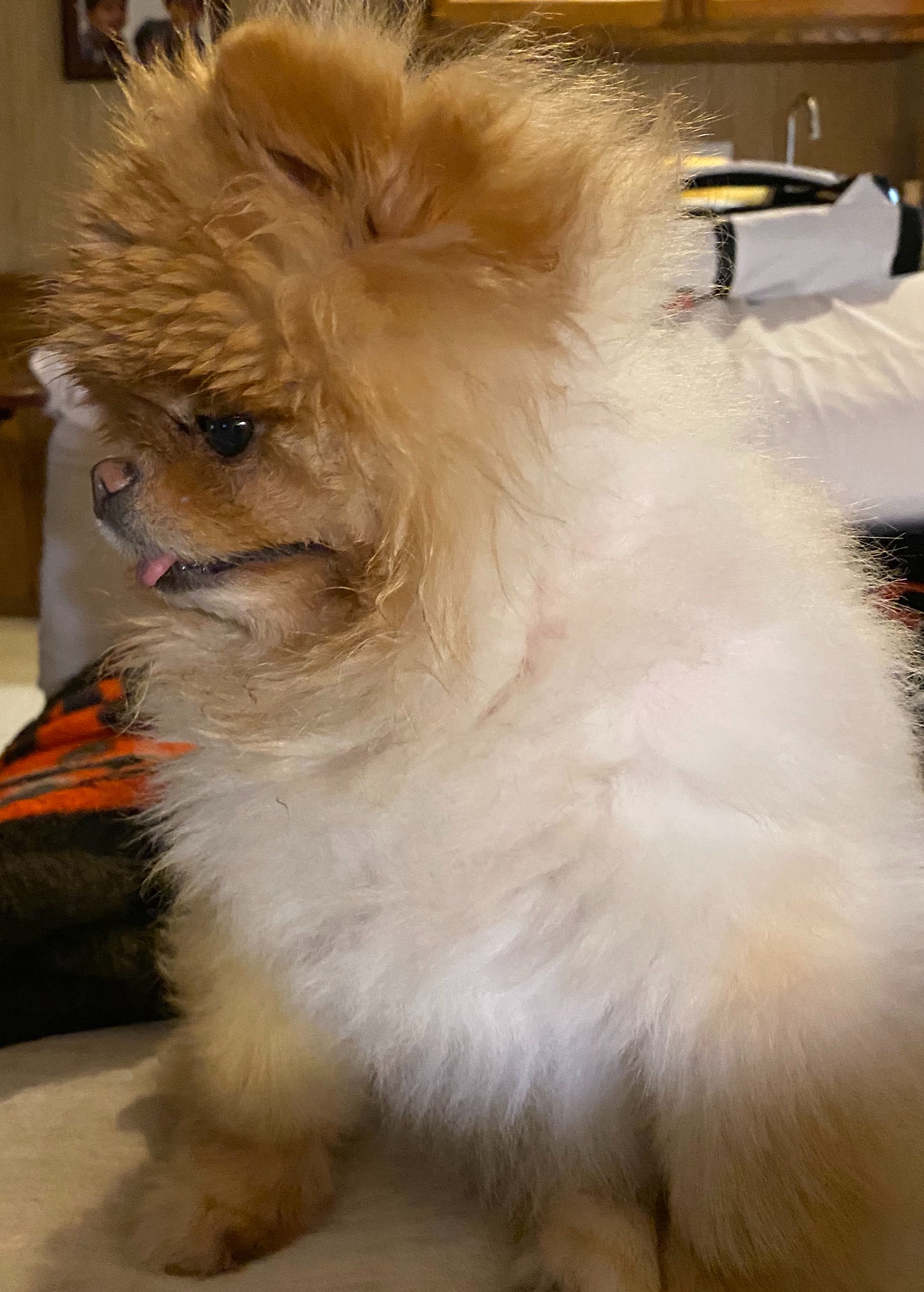 Lola is the best dog.