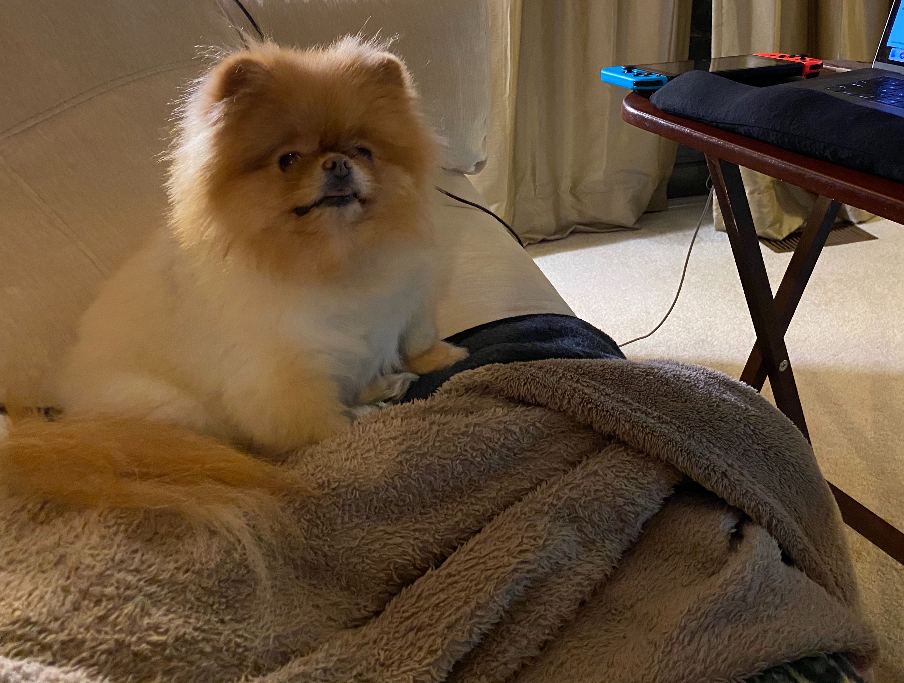 Lola is the best dog.
