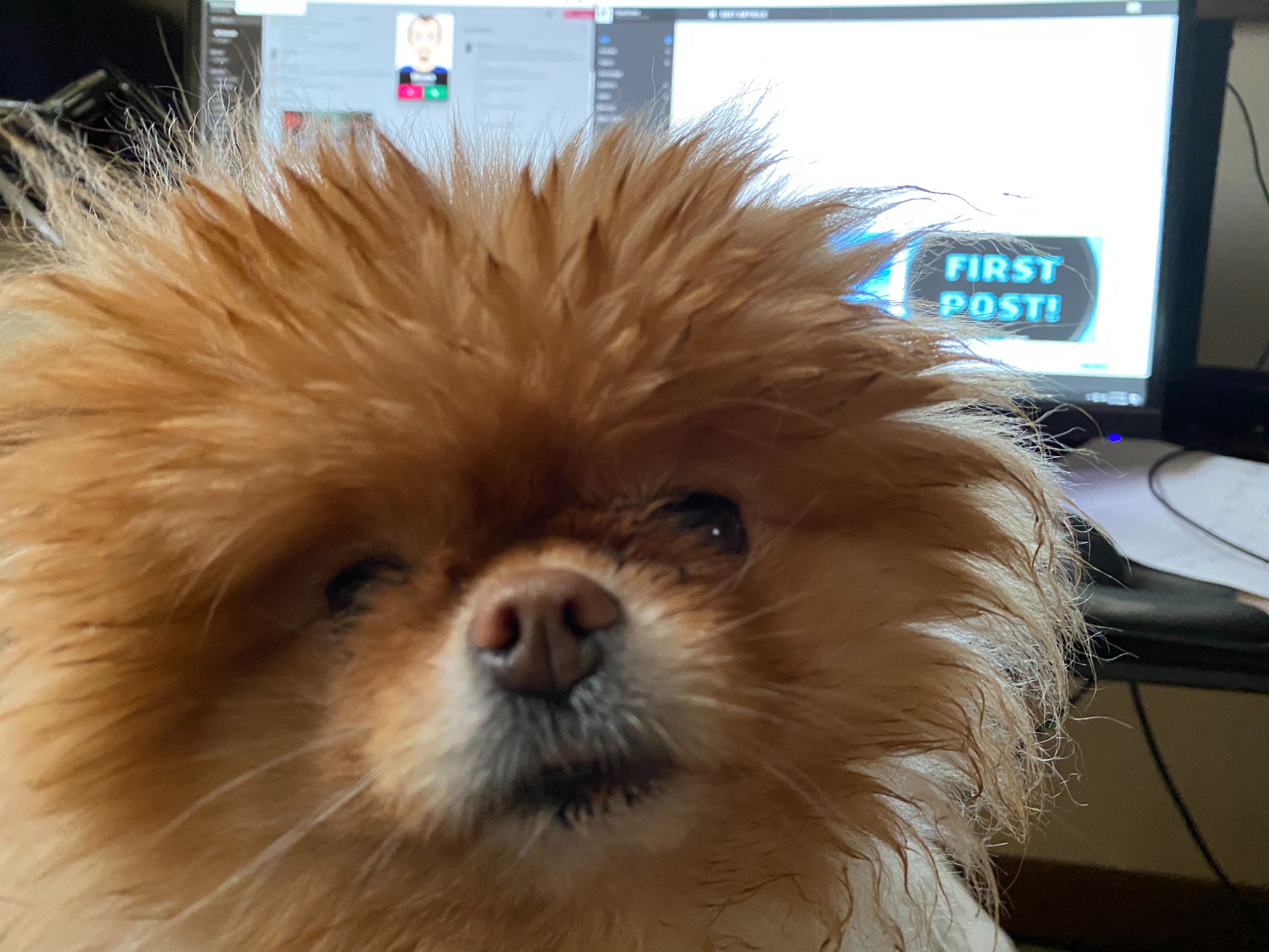 Lola is the best dog.