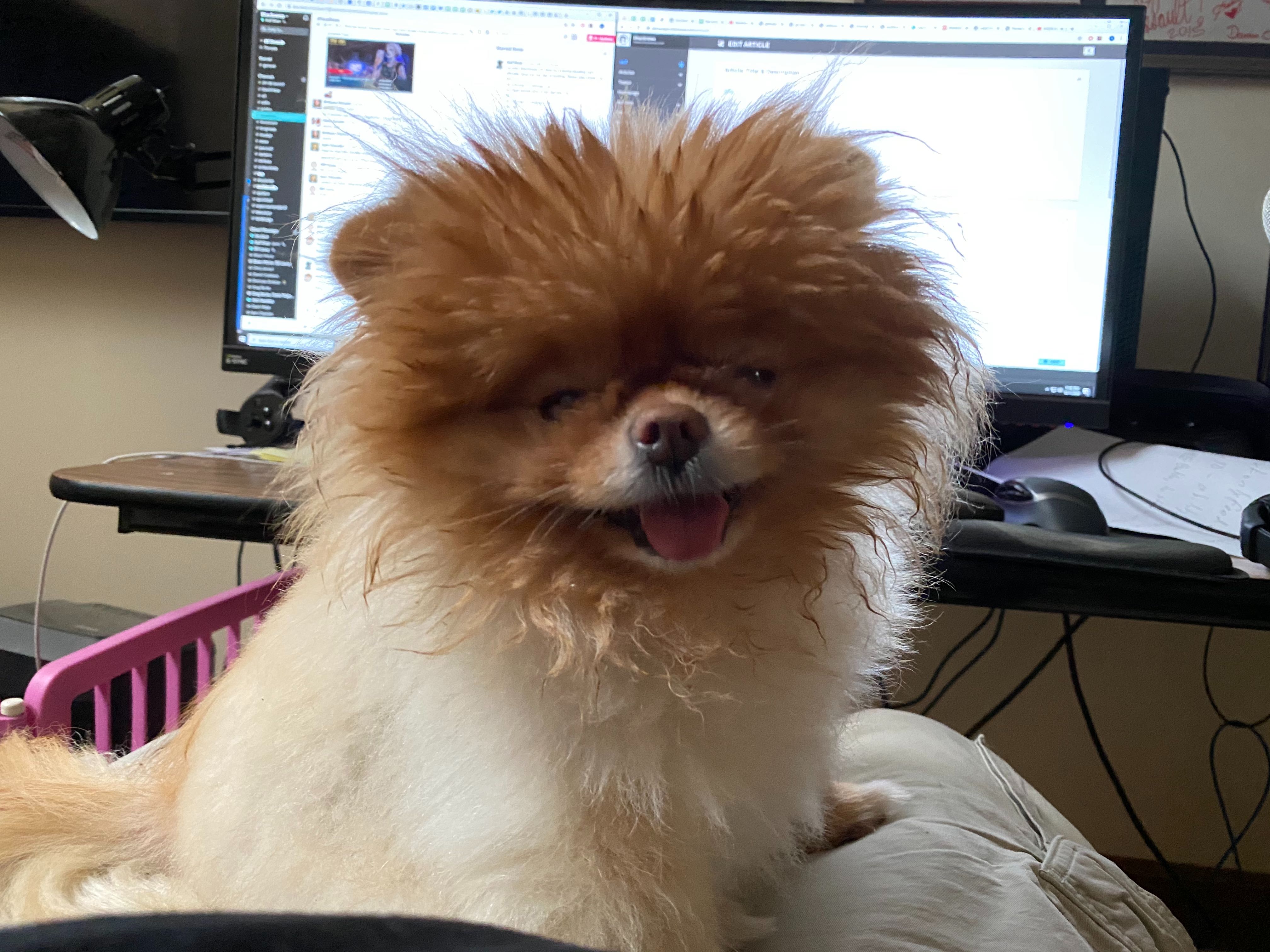 Lola is the best dog.