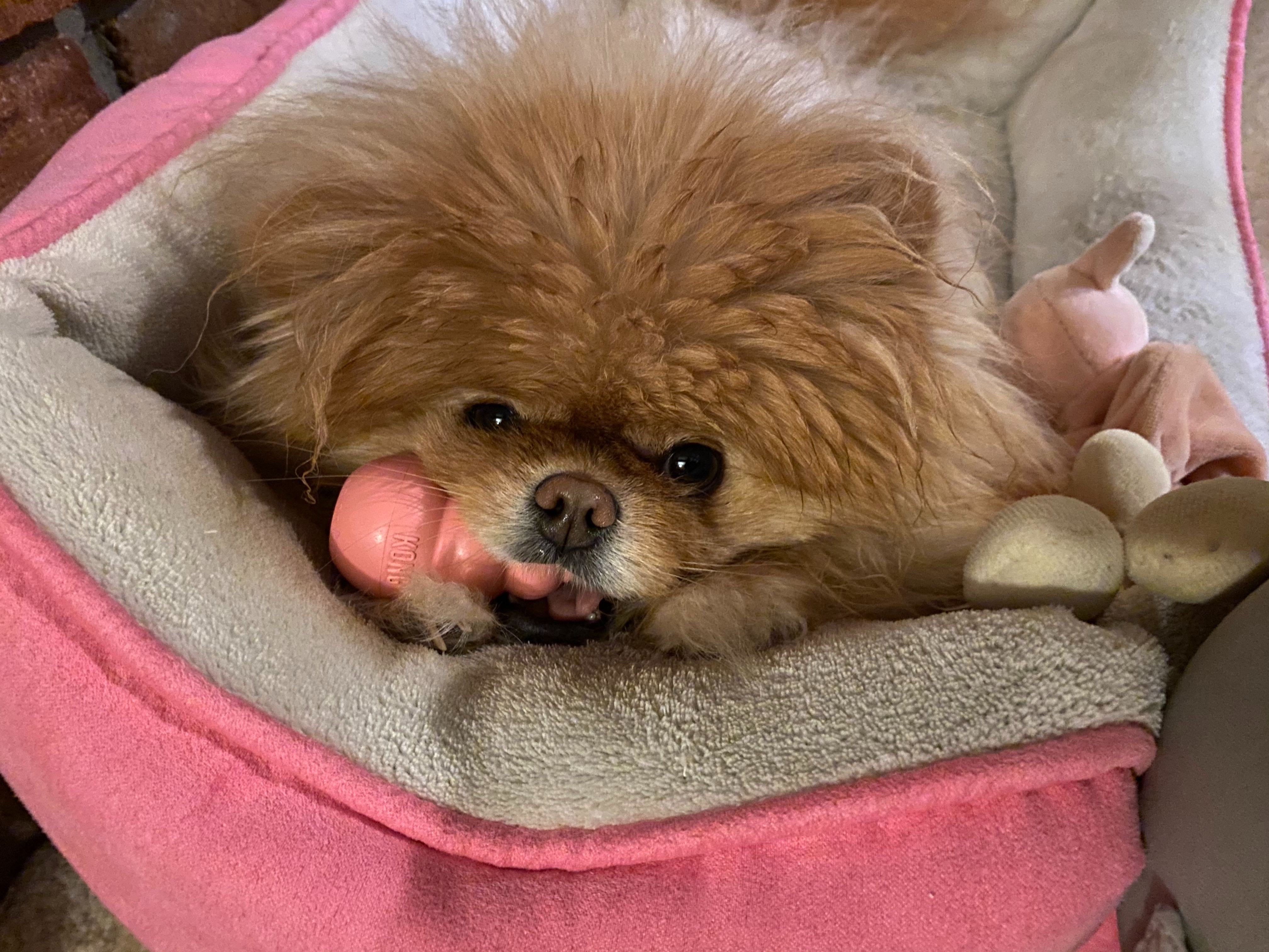 Lola is the best dog and I love her very much.