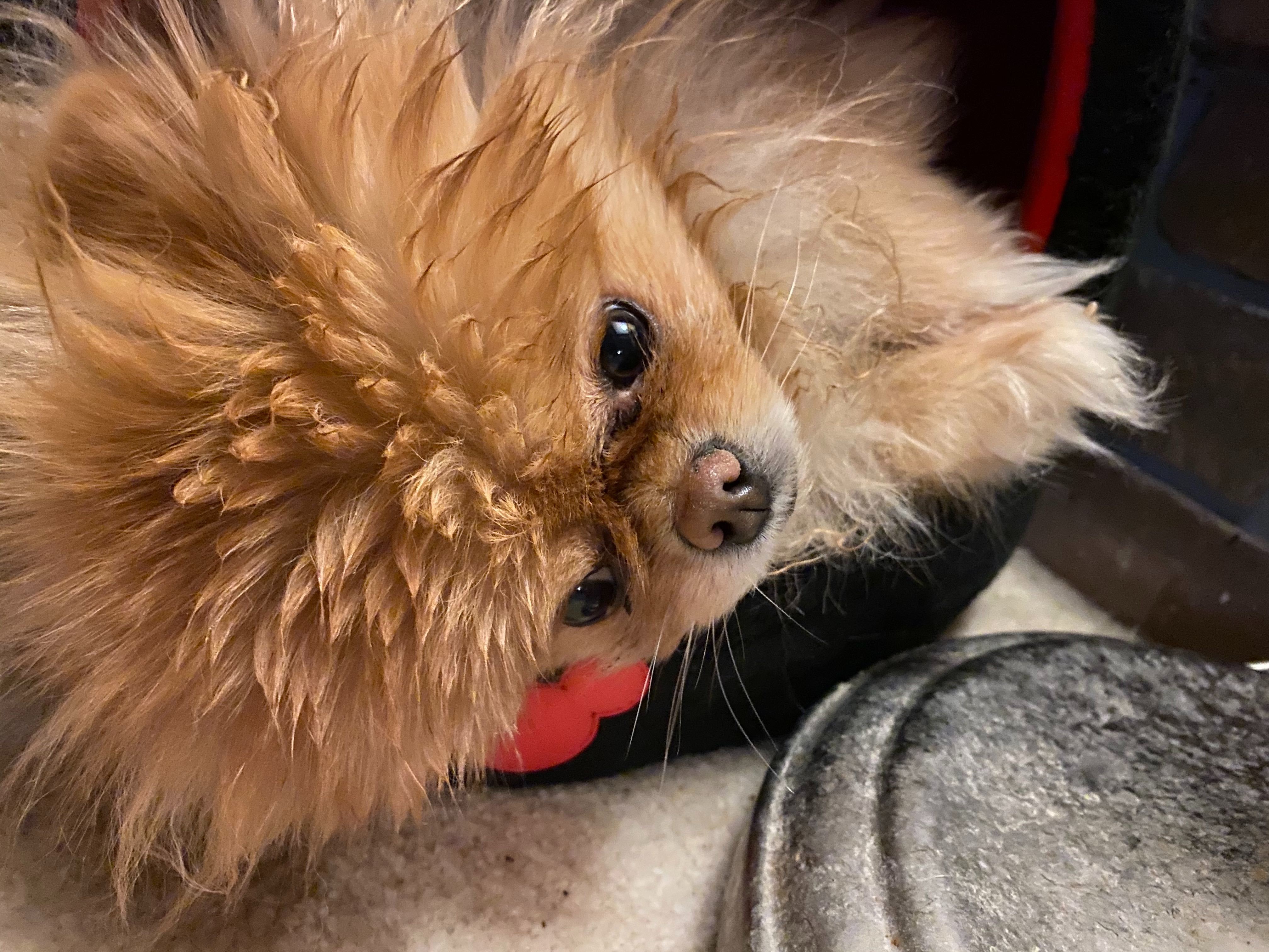 Lola is the best dog and I love her very much.