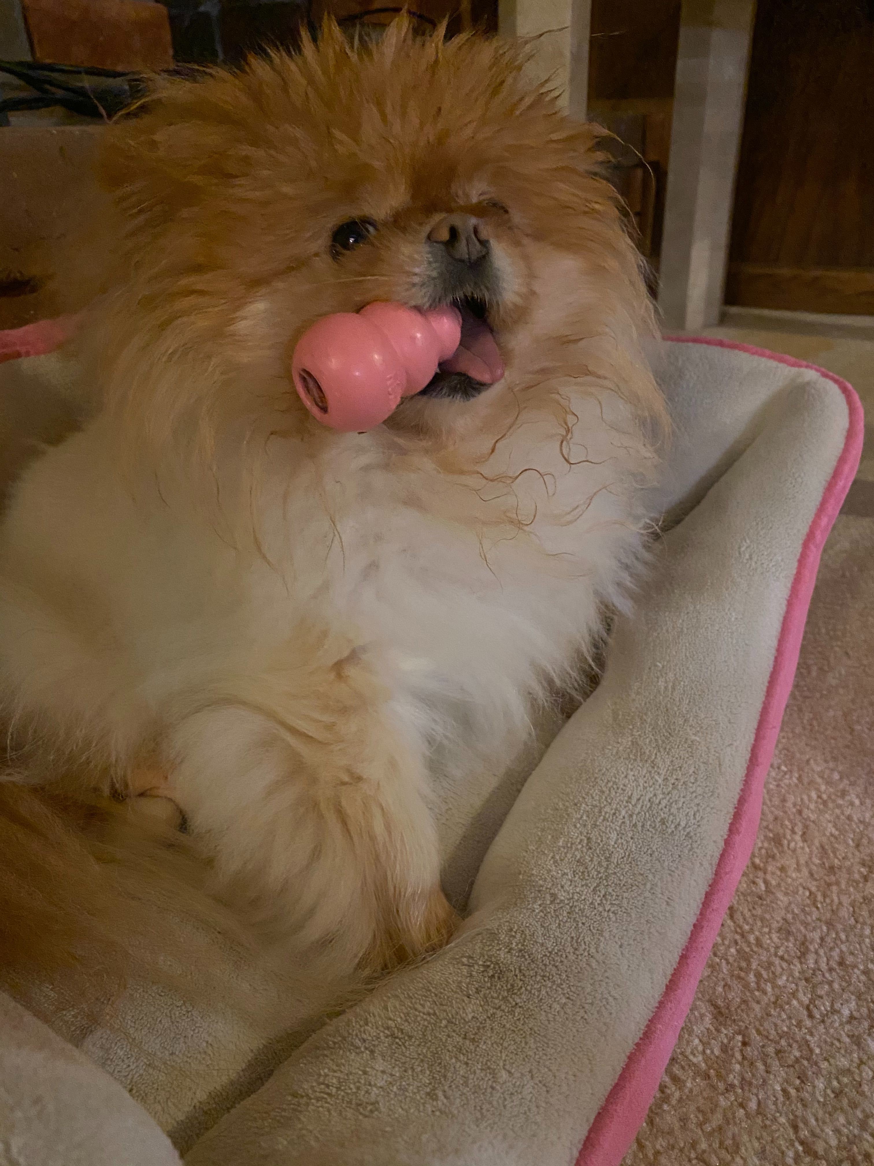 Lola is the best dog and I love her very much.