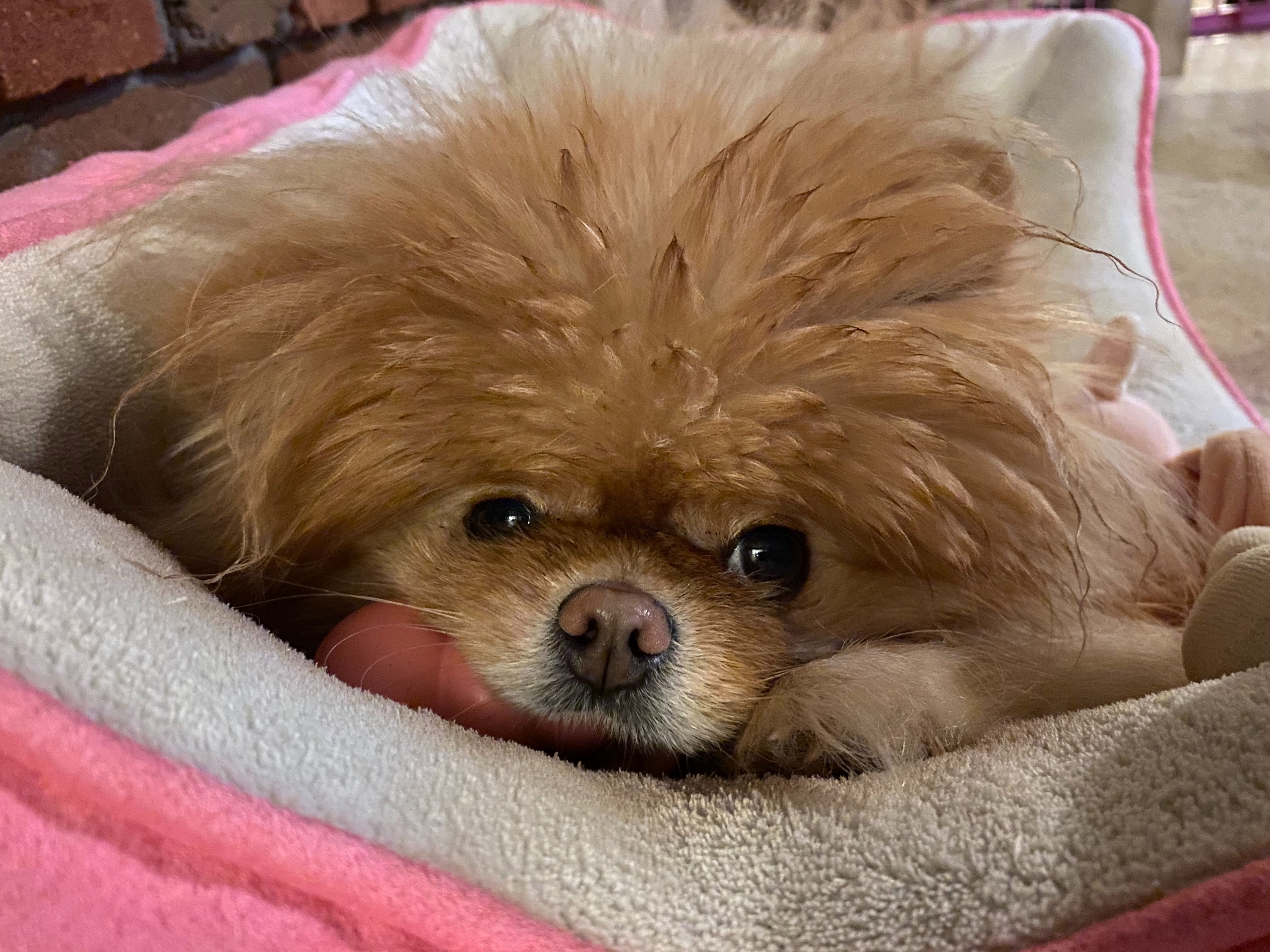 Lola is the best dog and I love her very much.