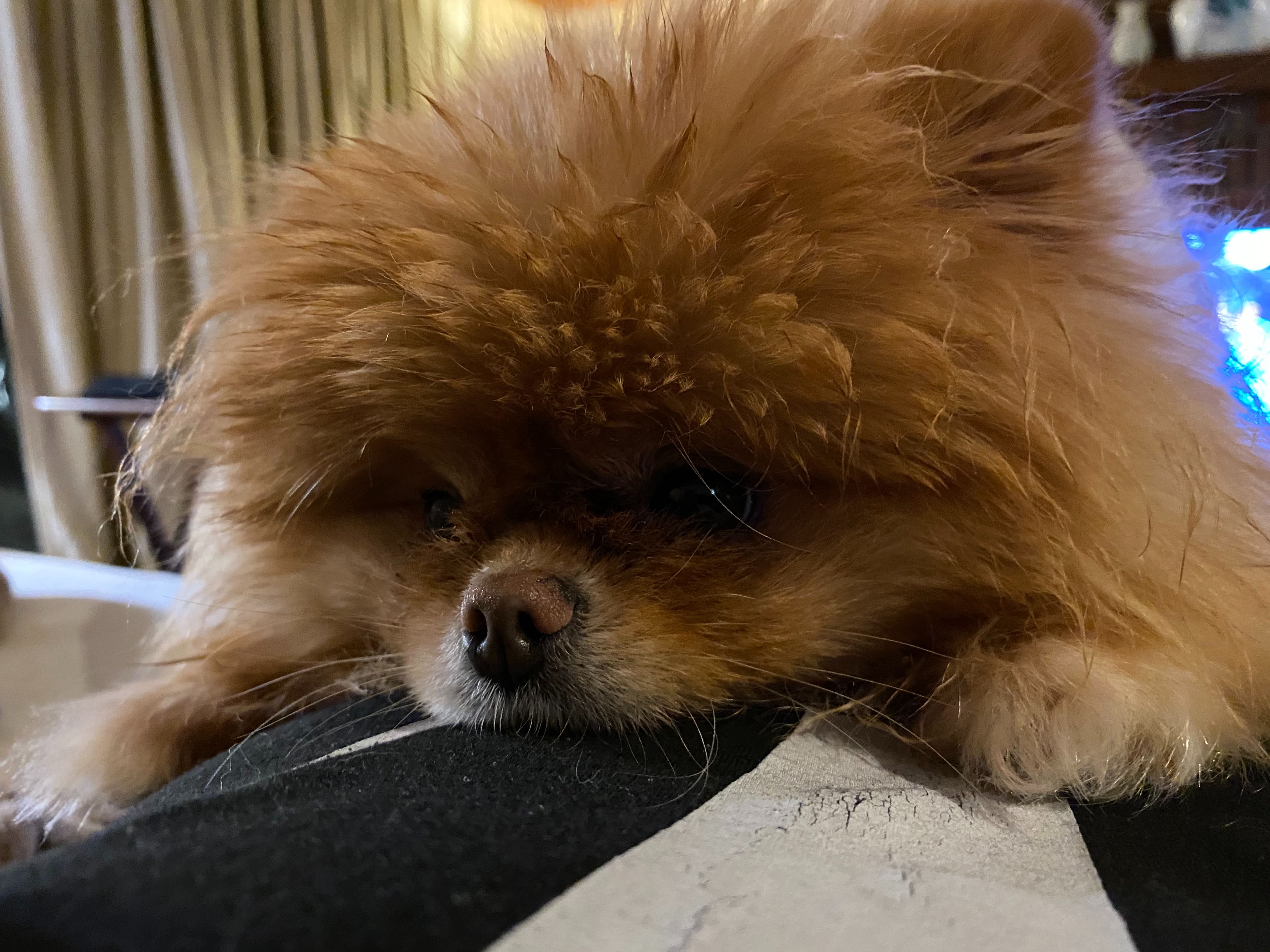 Lola is the best dog.