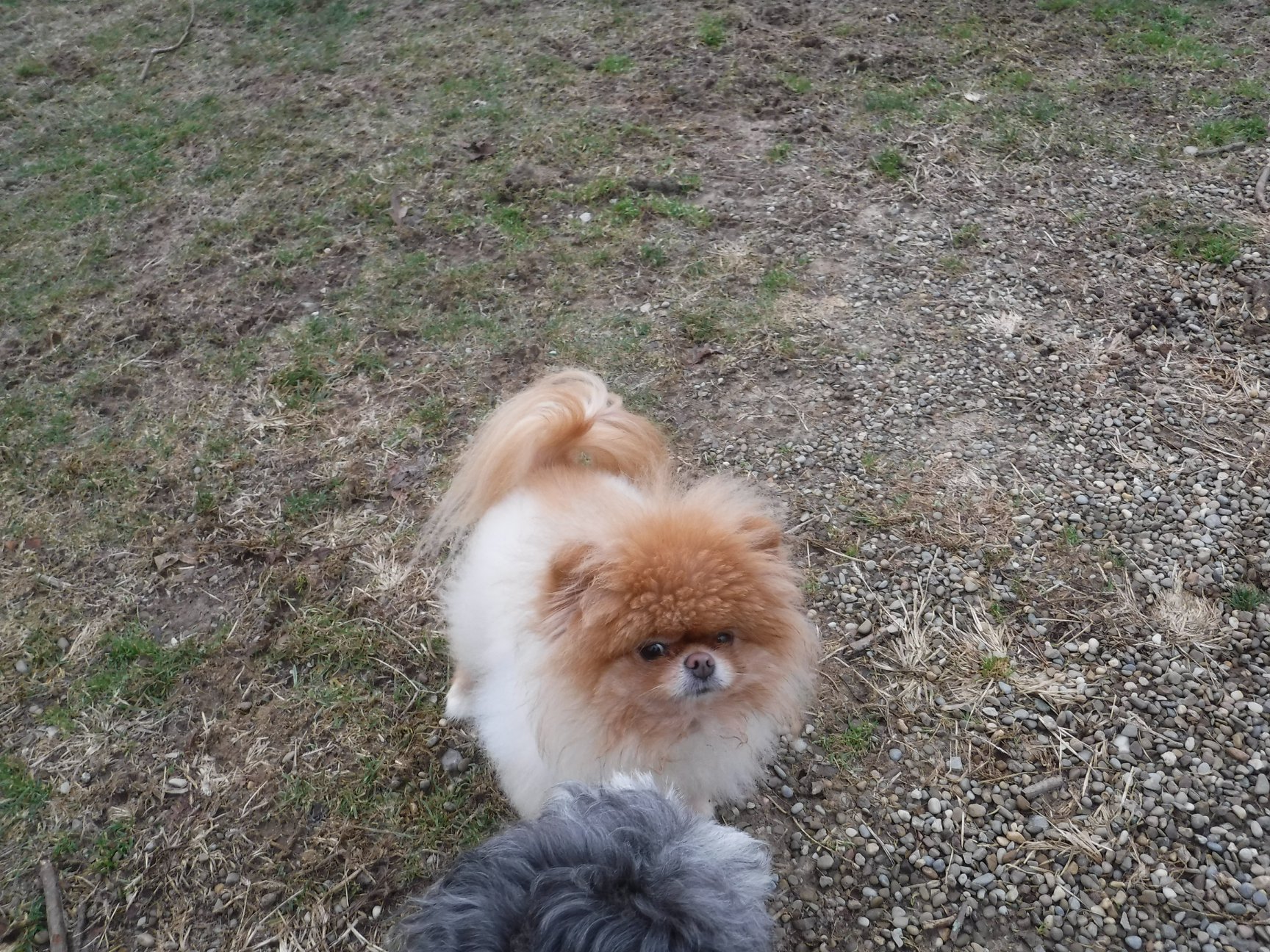 Lola is the best dog.