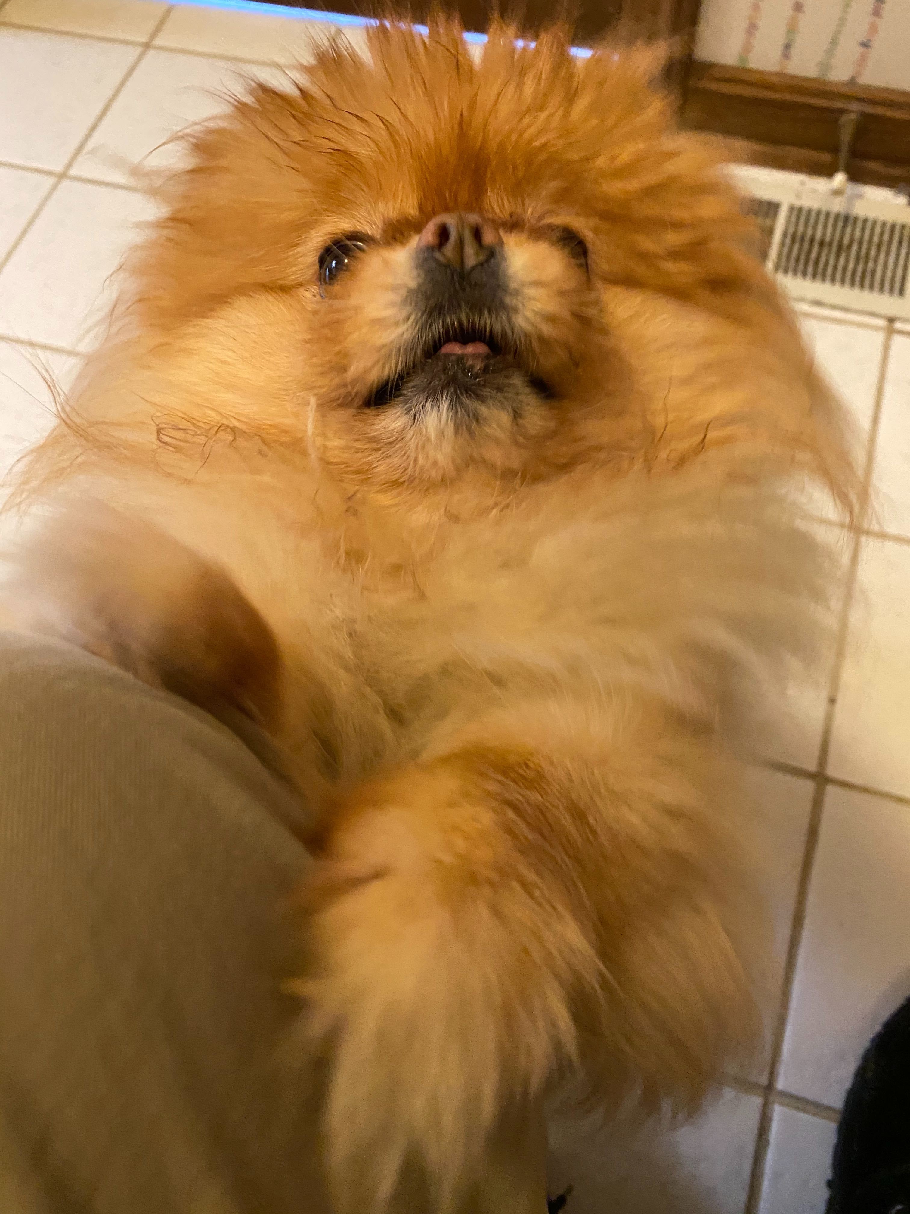 Lola is the best dog and I love her very much.