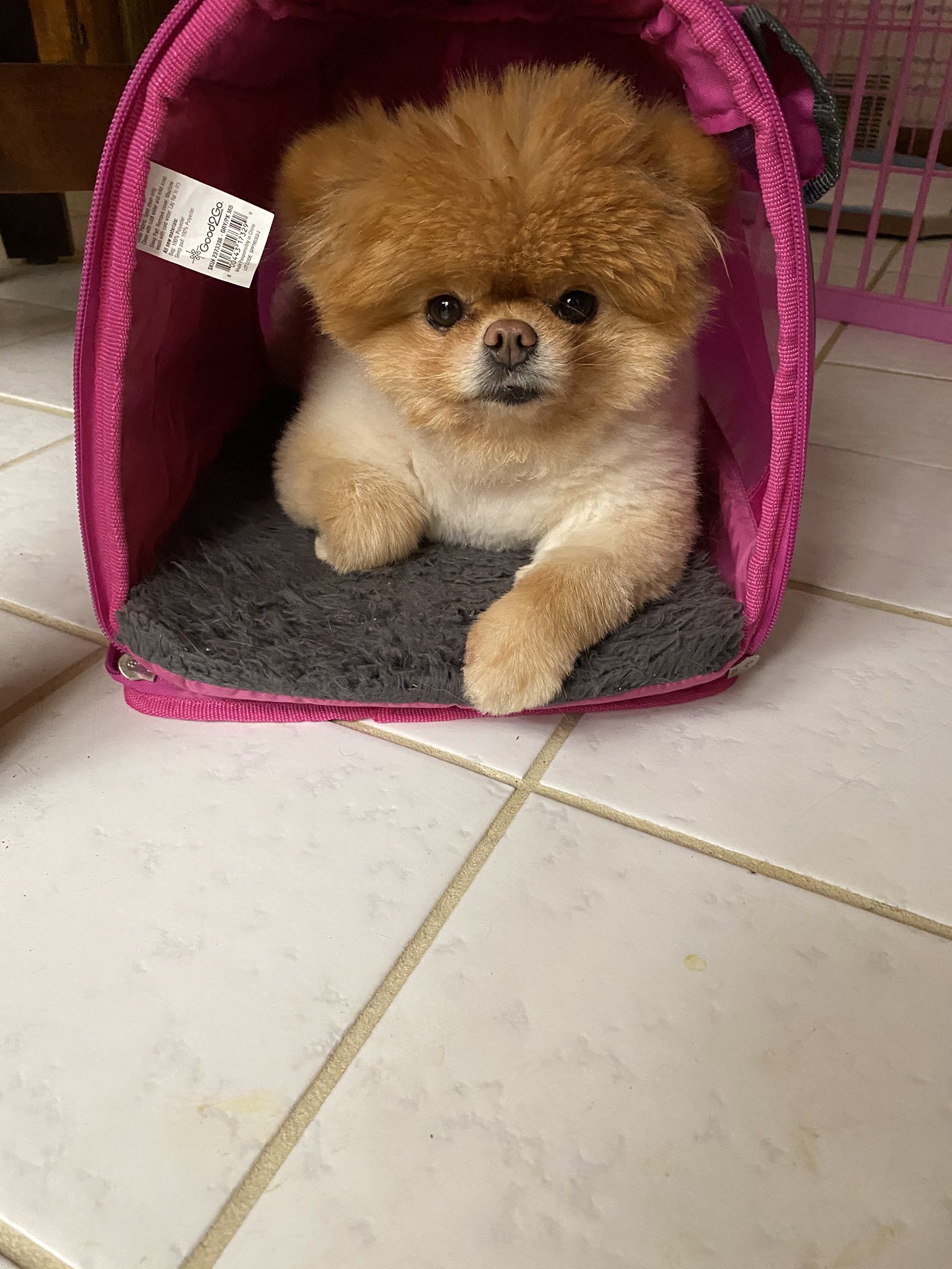 Lola is the best dog and I love her very much.