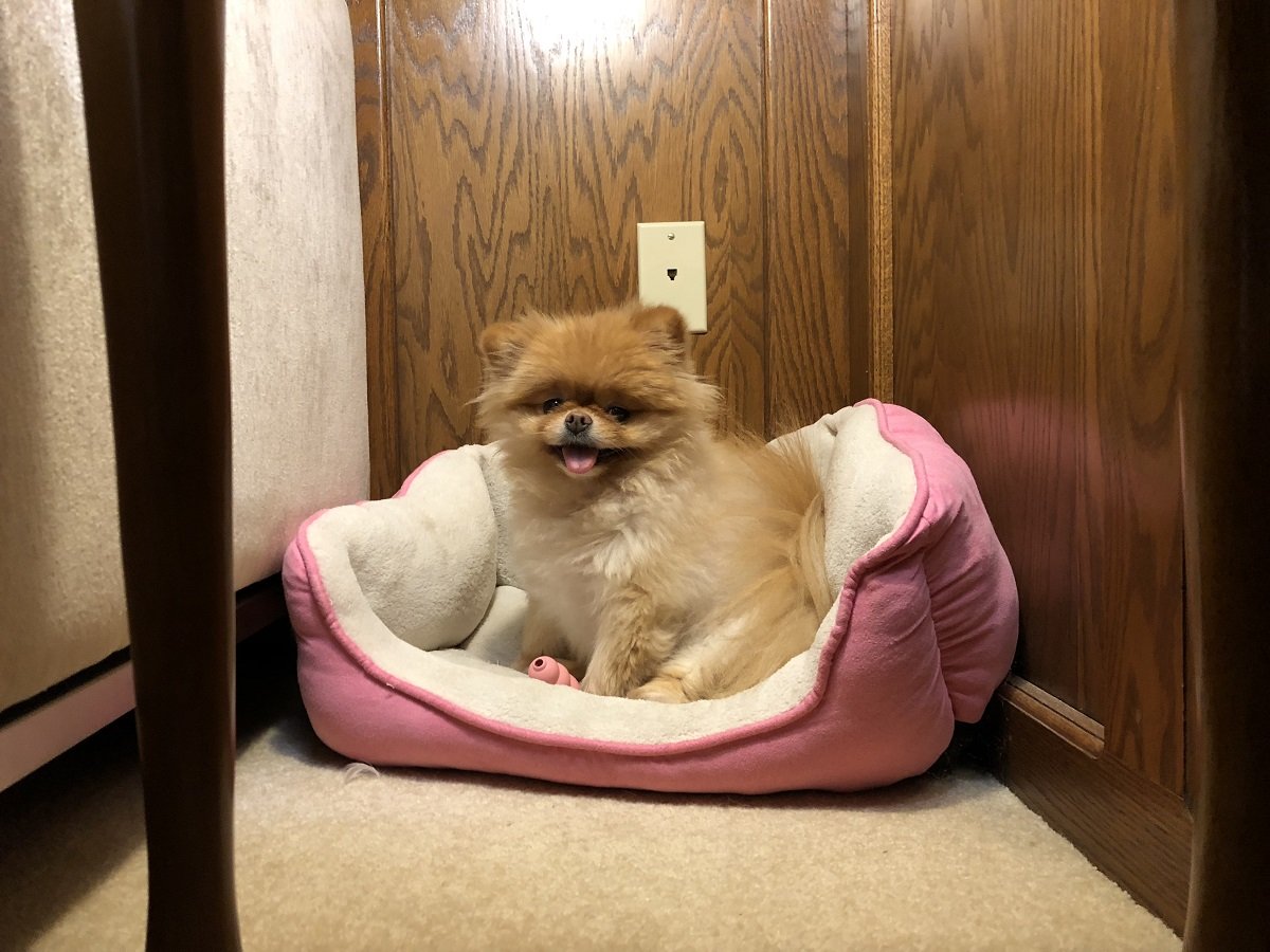 Lola is the best dog. I pick her up tomorrow morning.