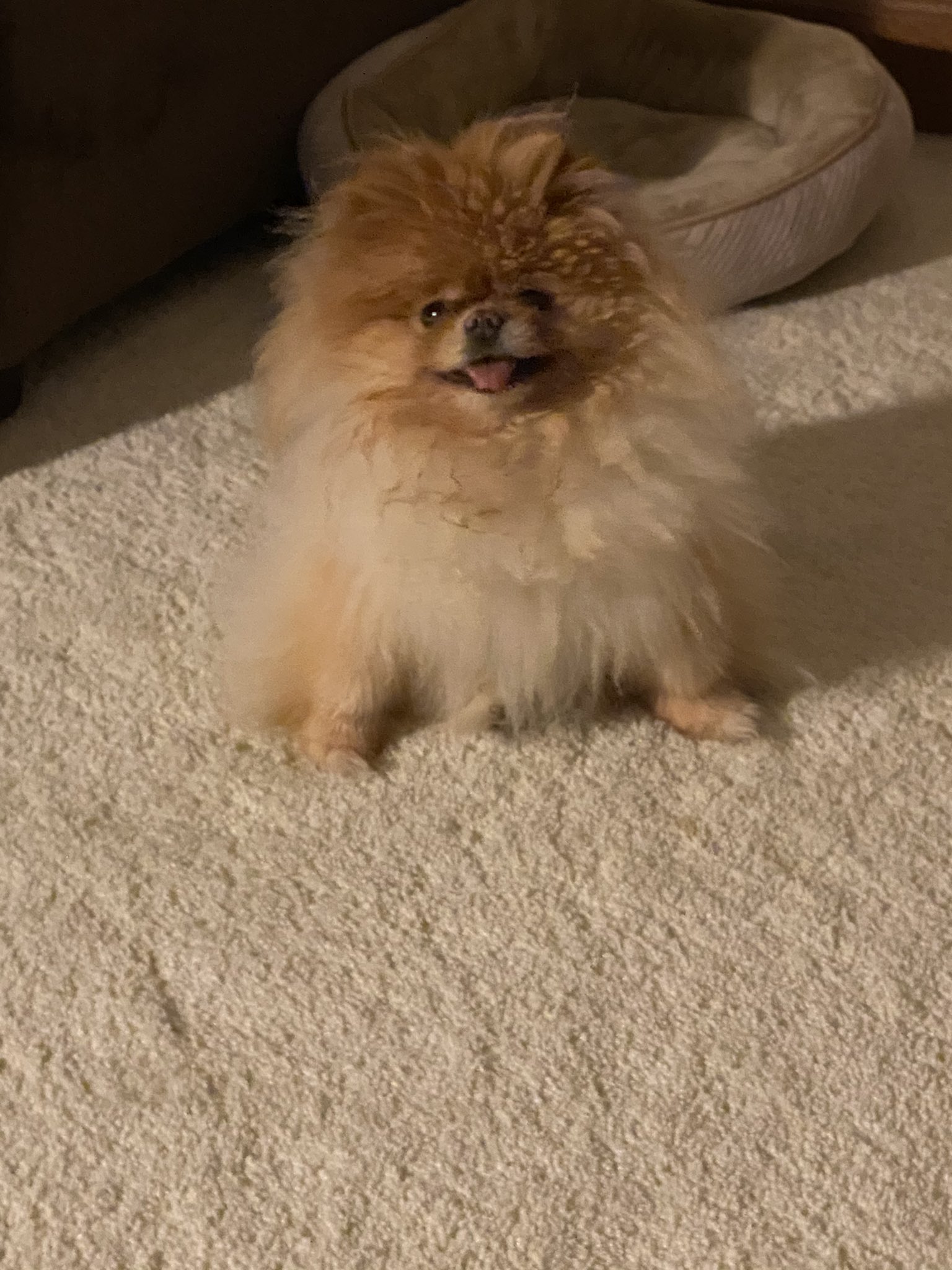 Lola is the best dog.
