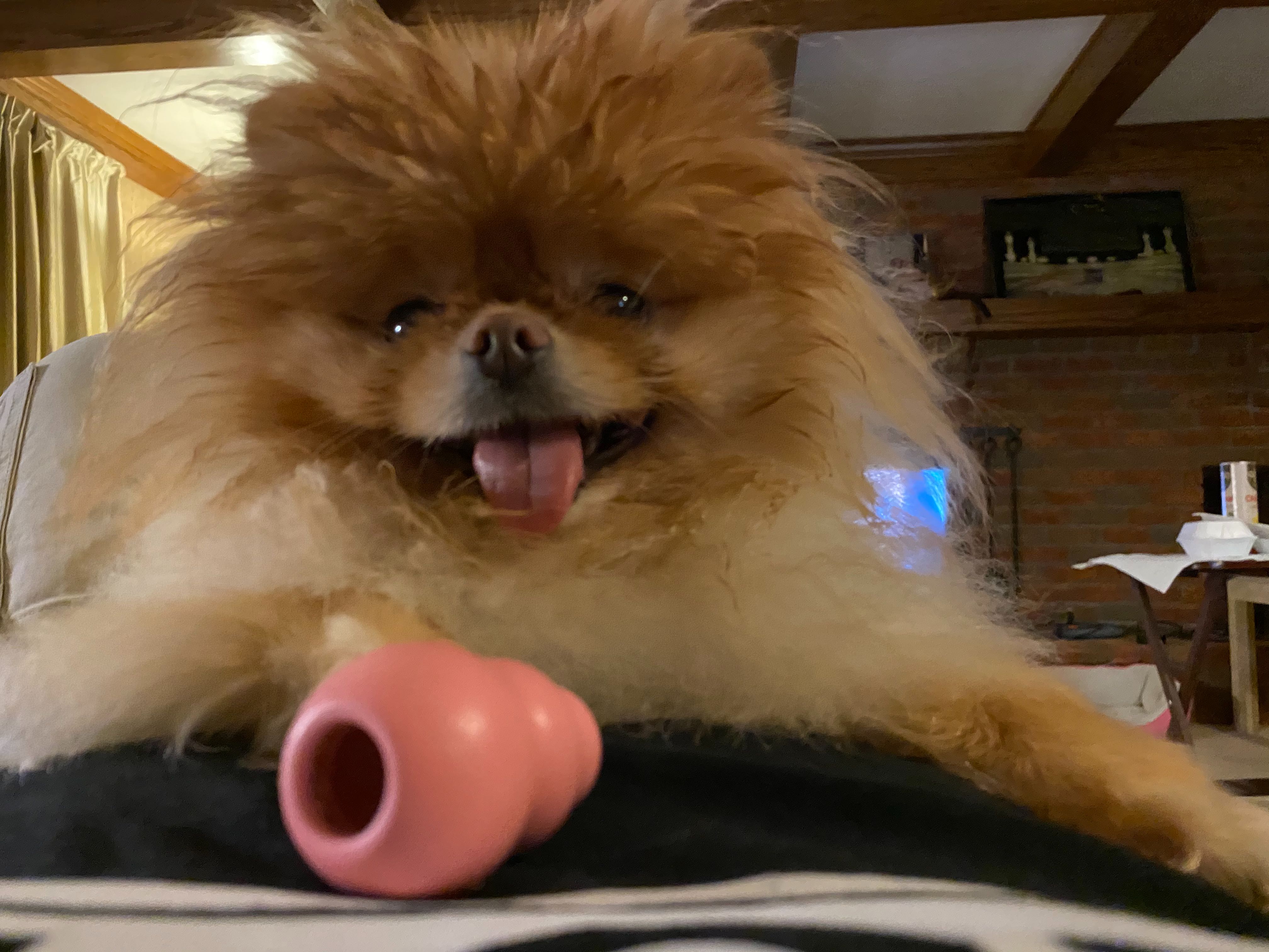 Lola is the best dog.