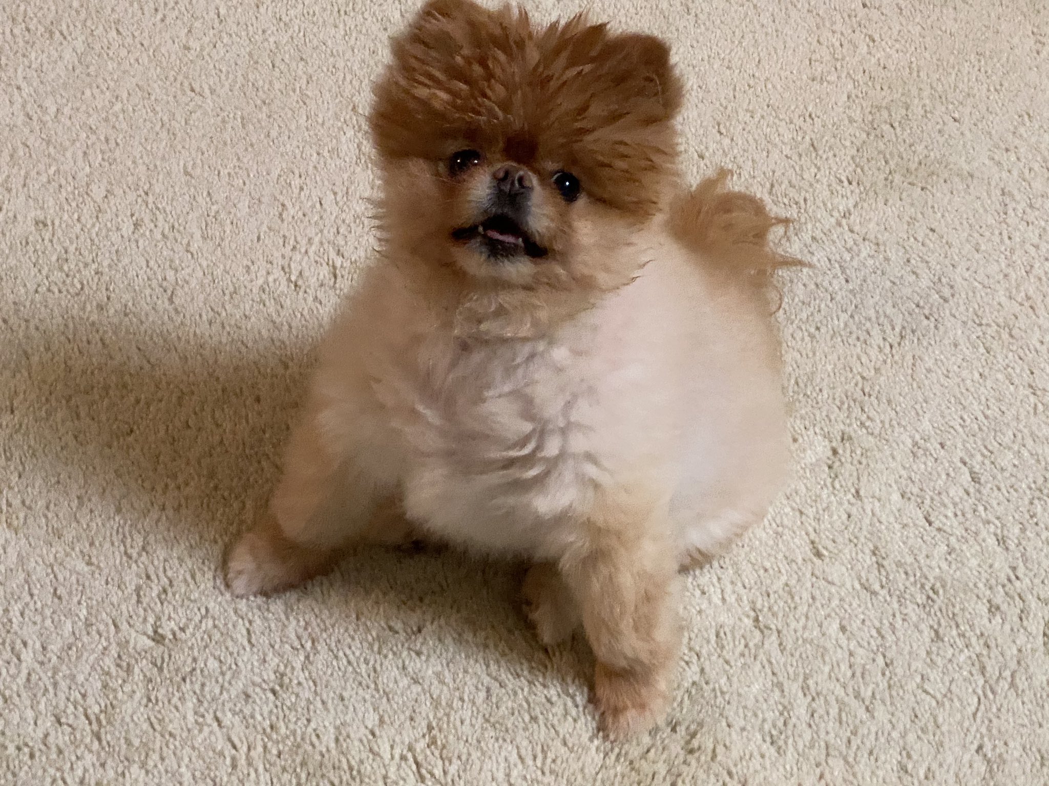 Lola is the best dog.