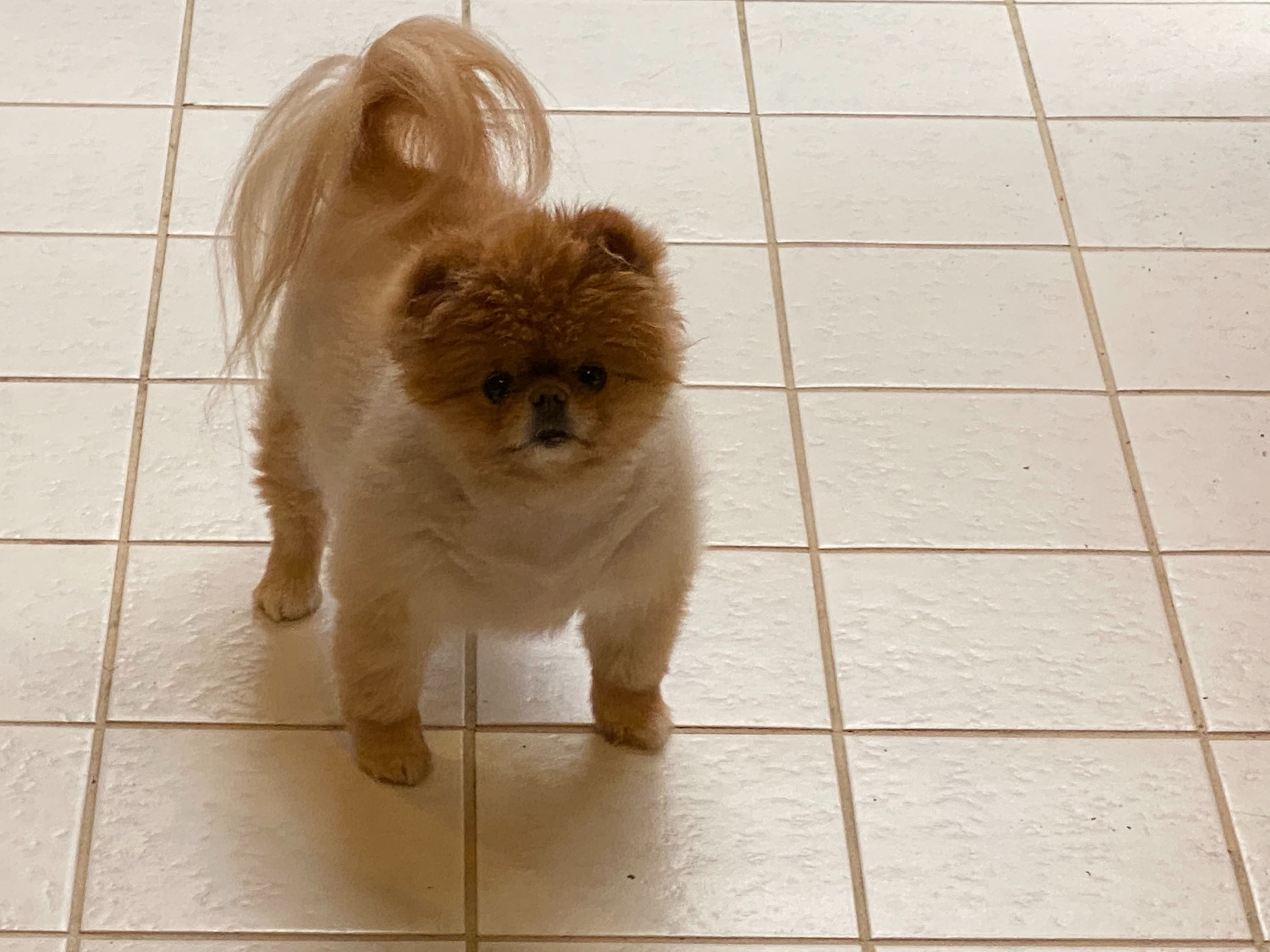 Lola is the best dog.