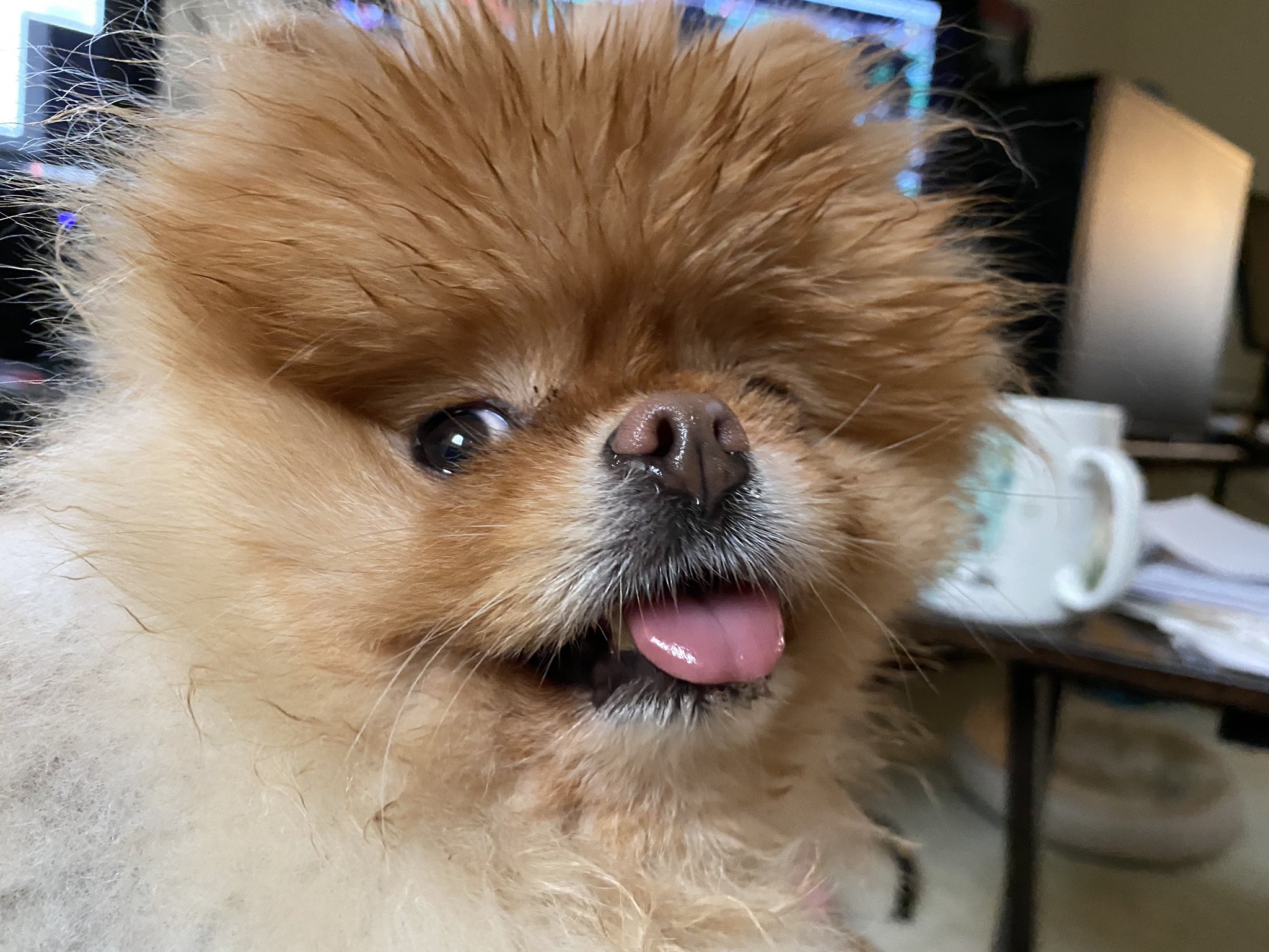 Lola is the best dog.