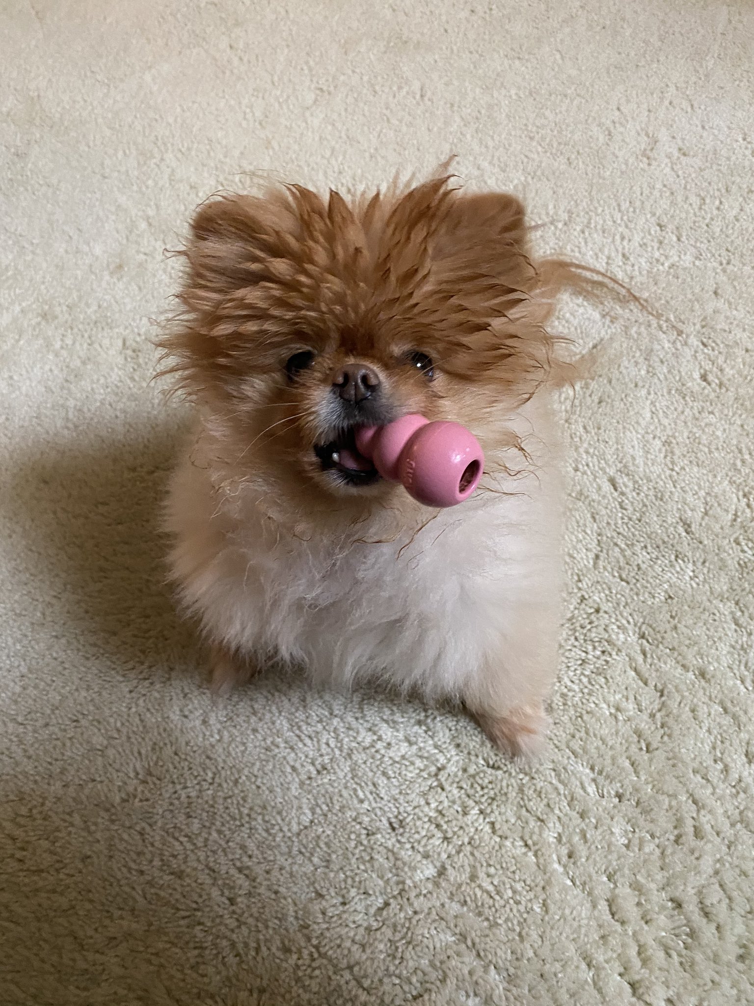 Lola is the best dog.