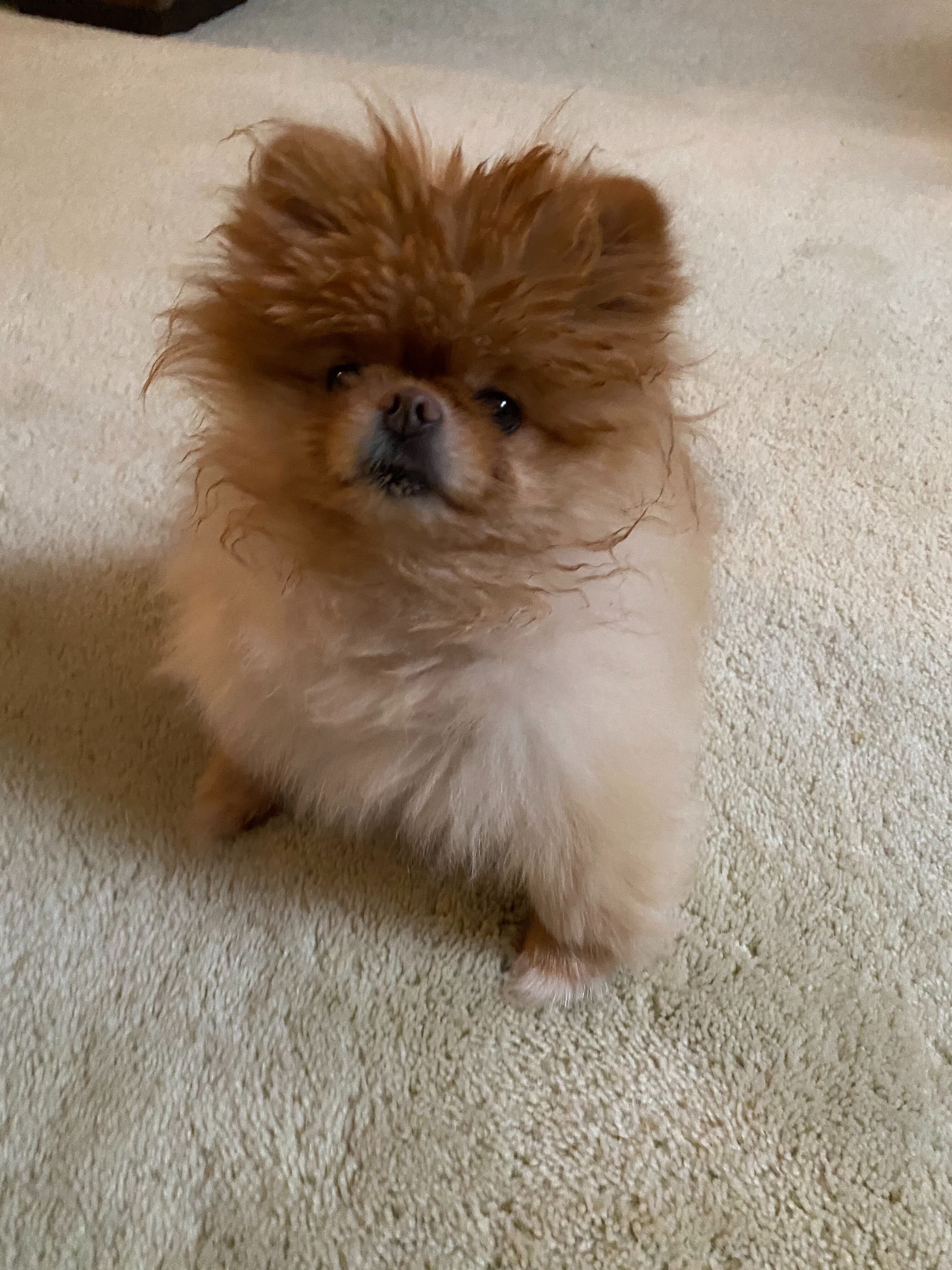 Lola is the best dog.