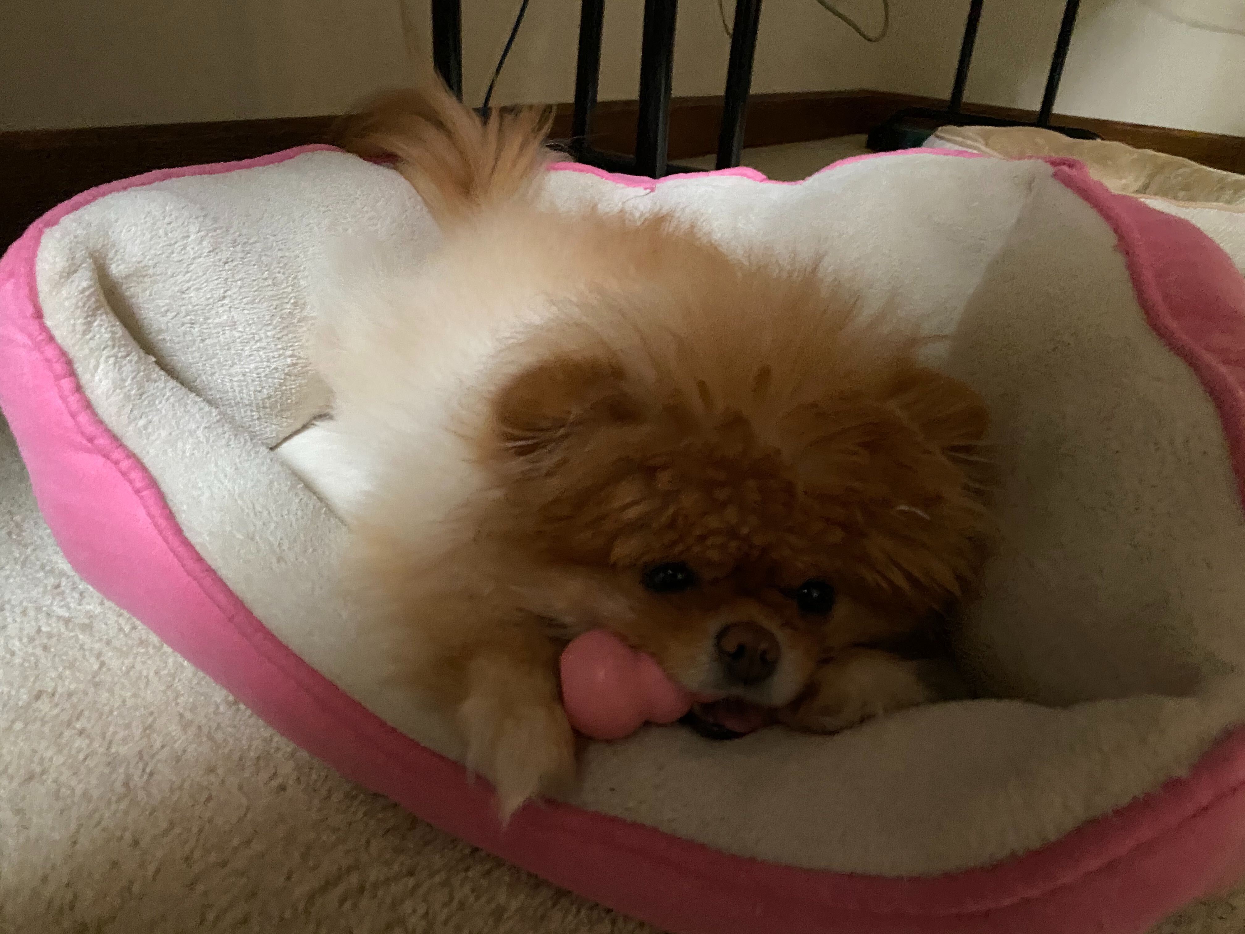 Lola is the best dog.