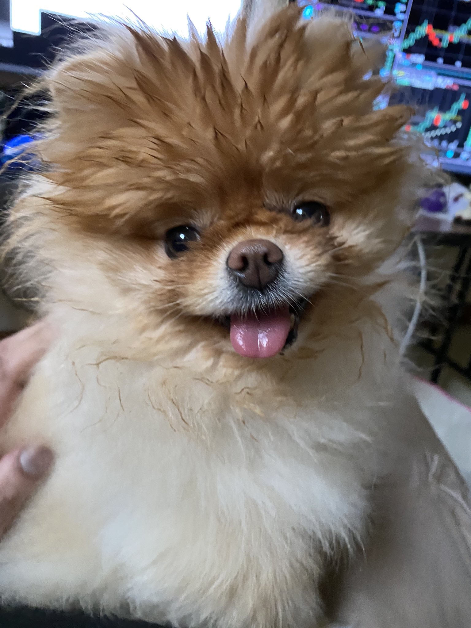 Lola is the best dog.