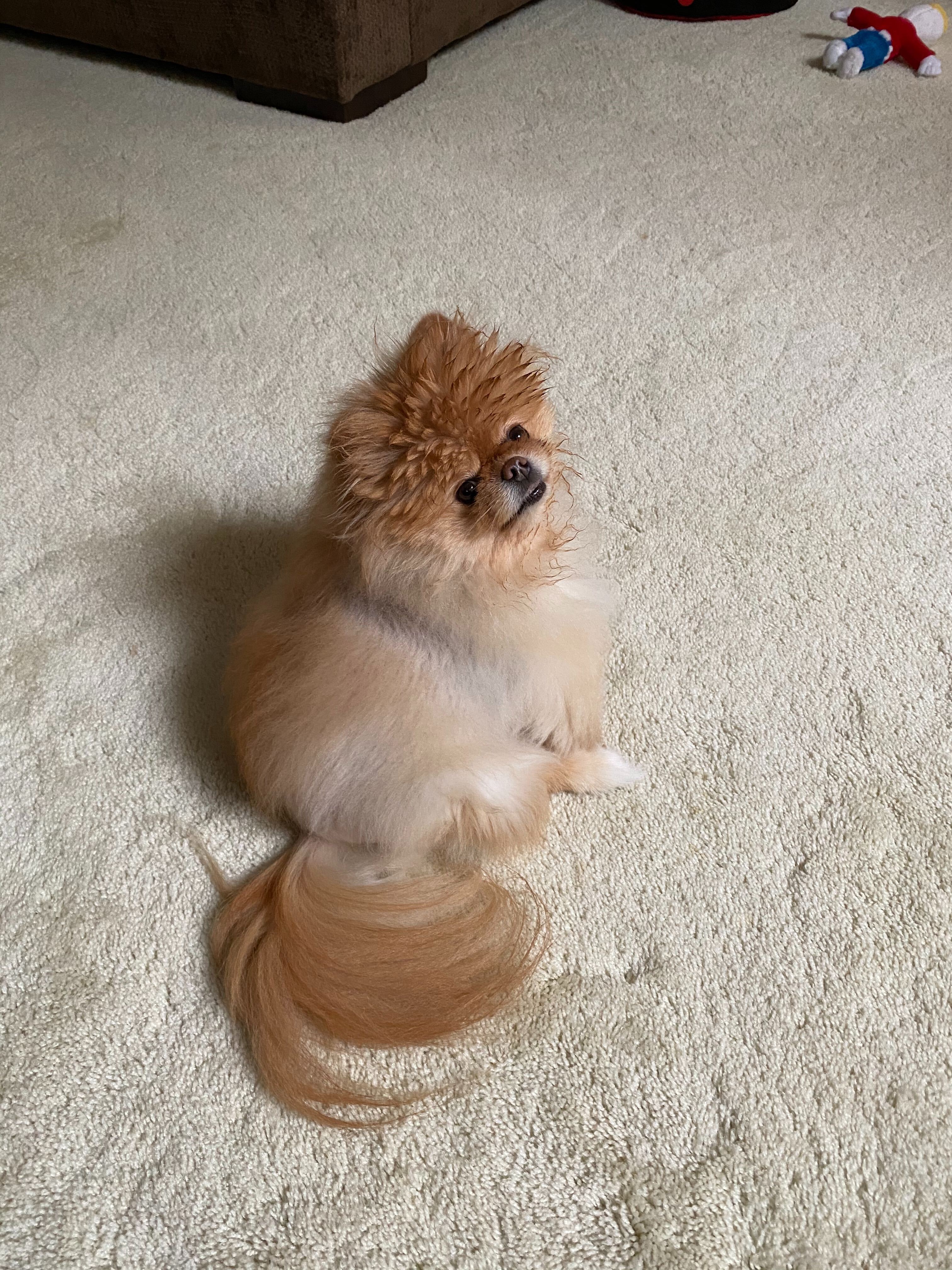 Lola is the best dog.