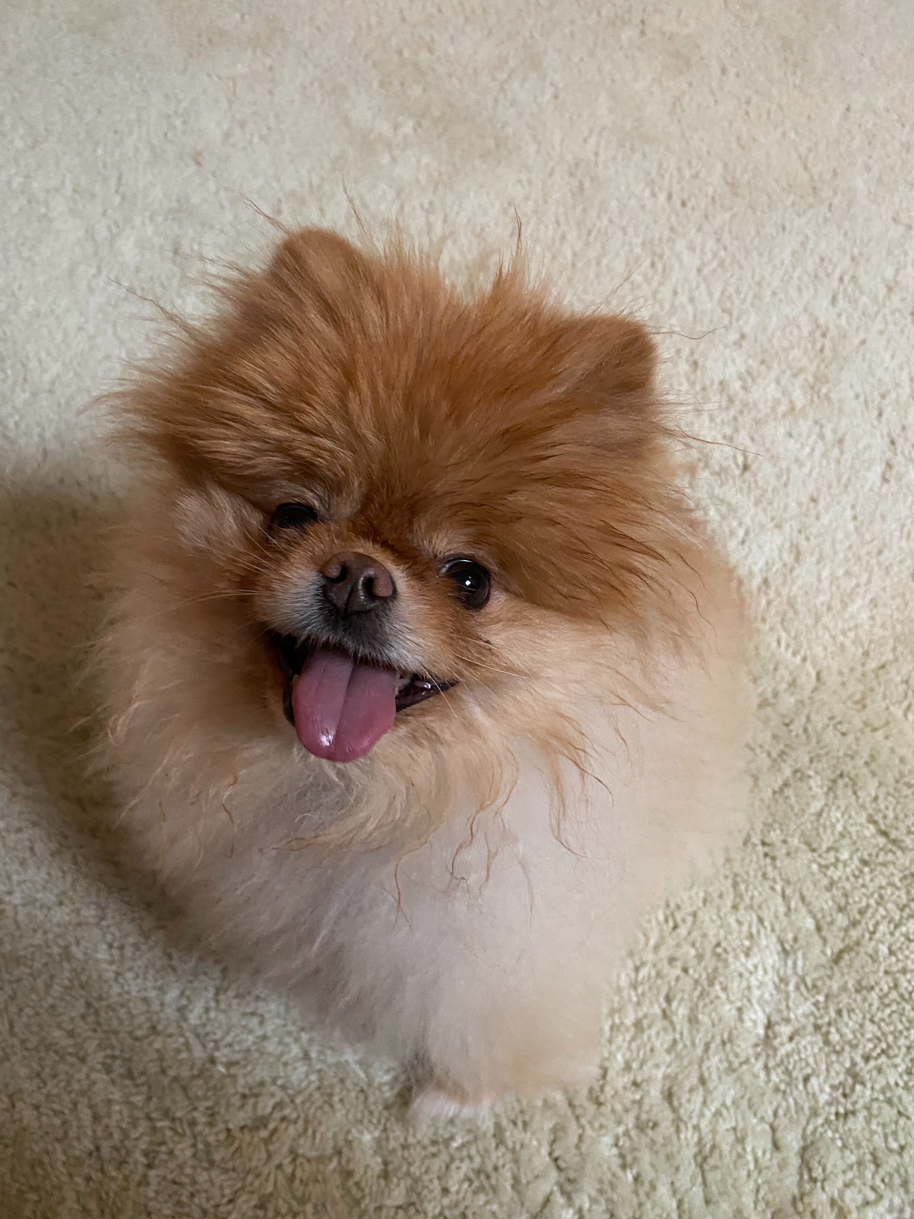 Lola is the best dog.