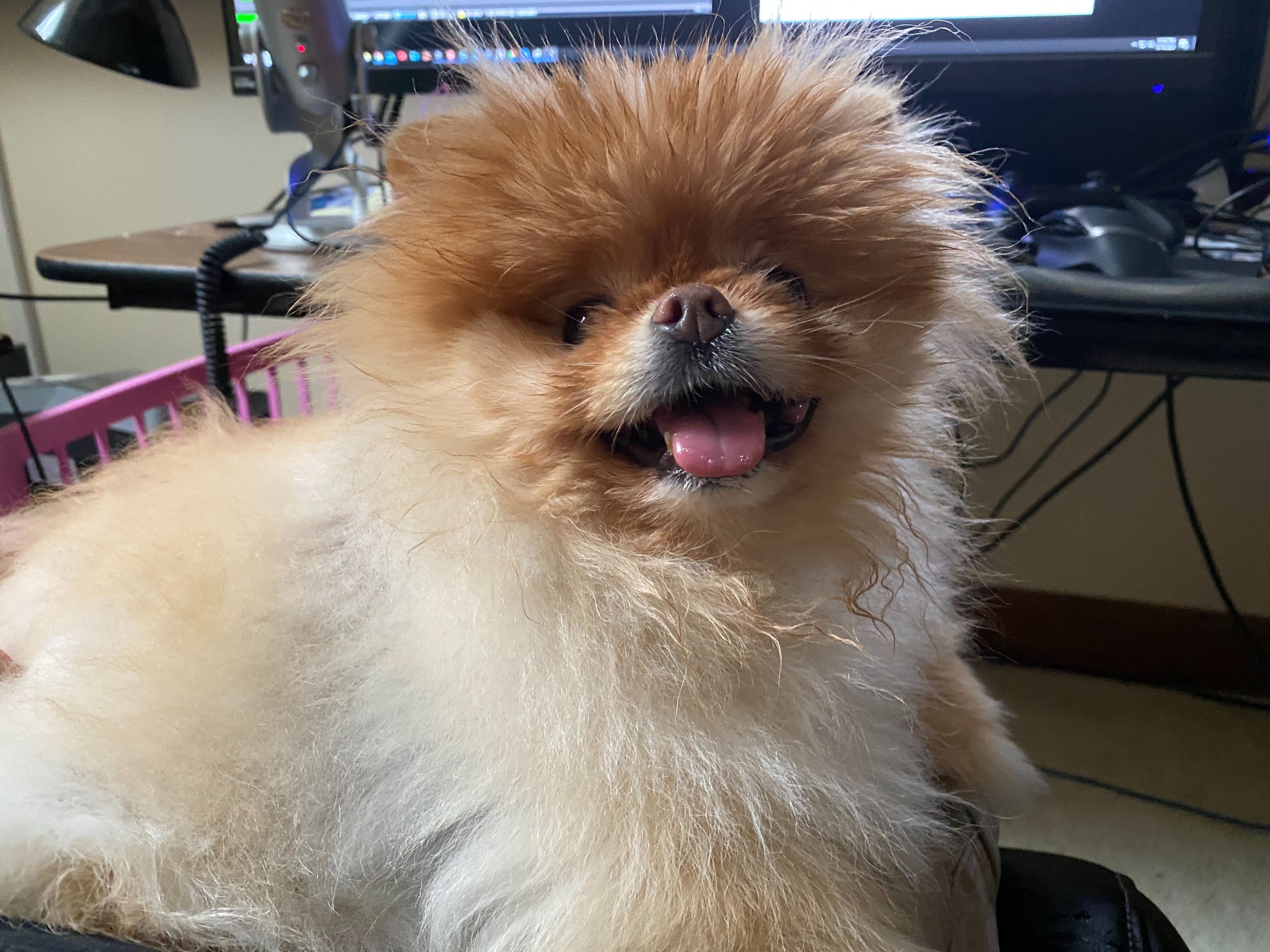 Lola is the best dog.