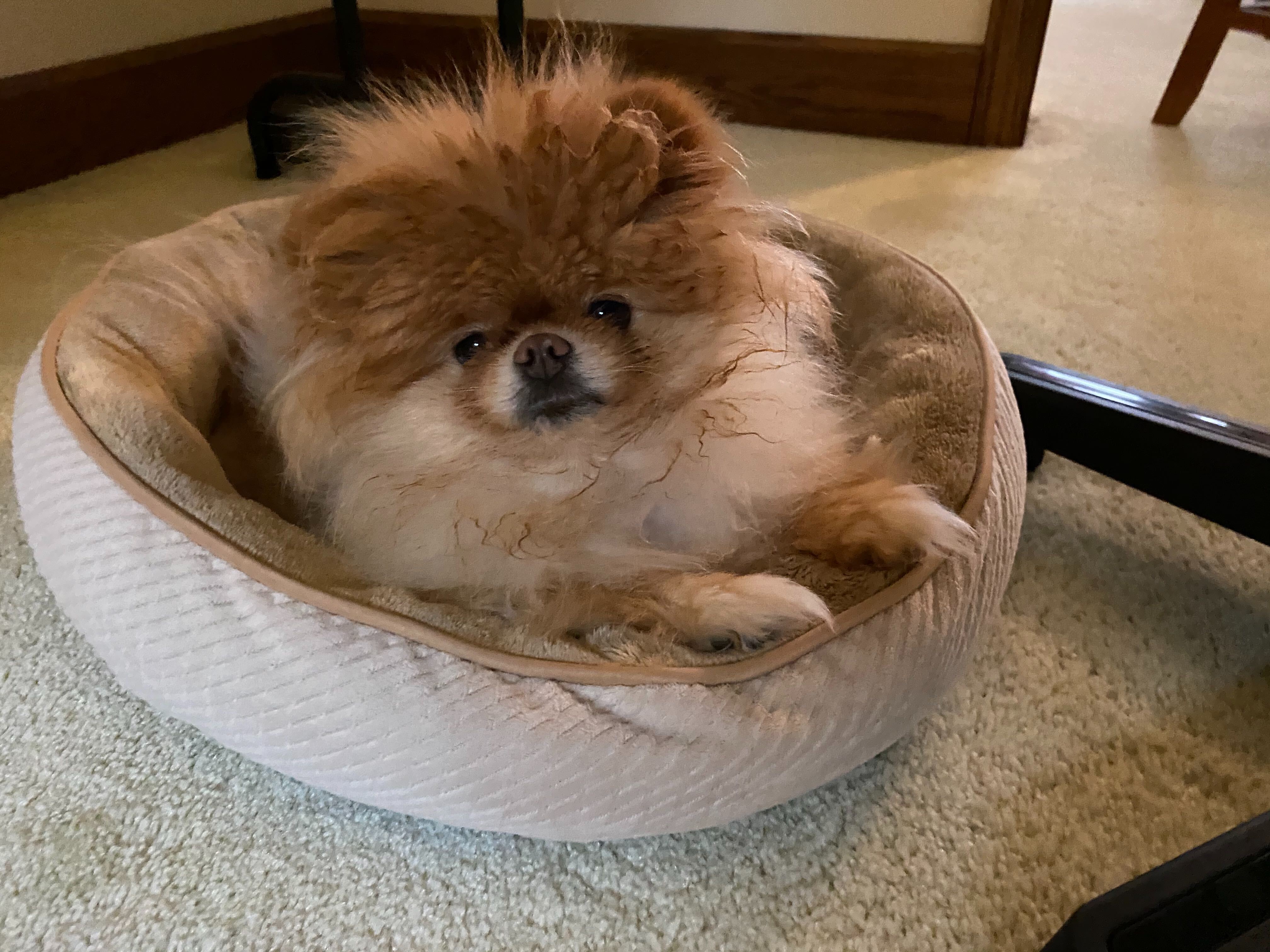 Lola is the best dog.