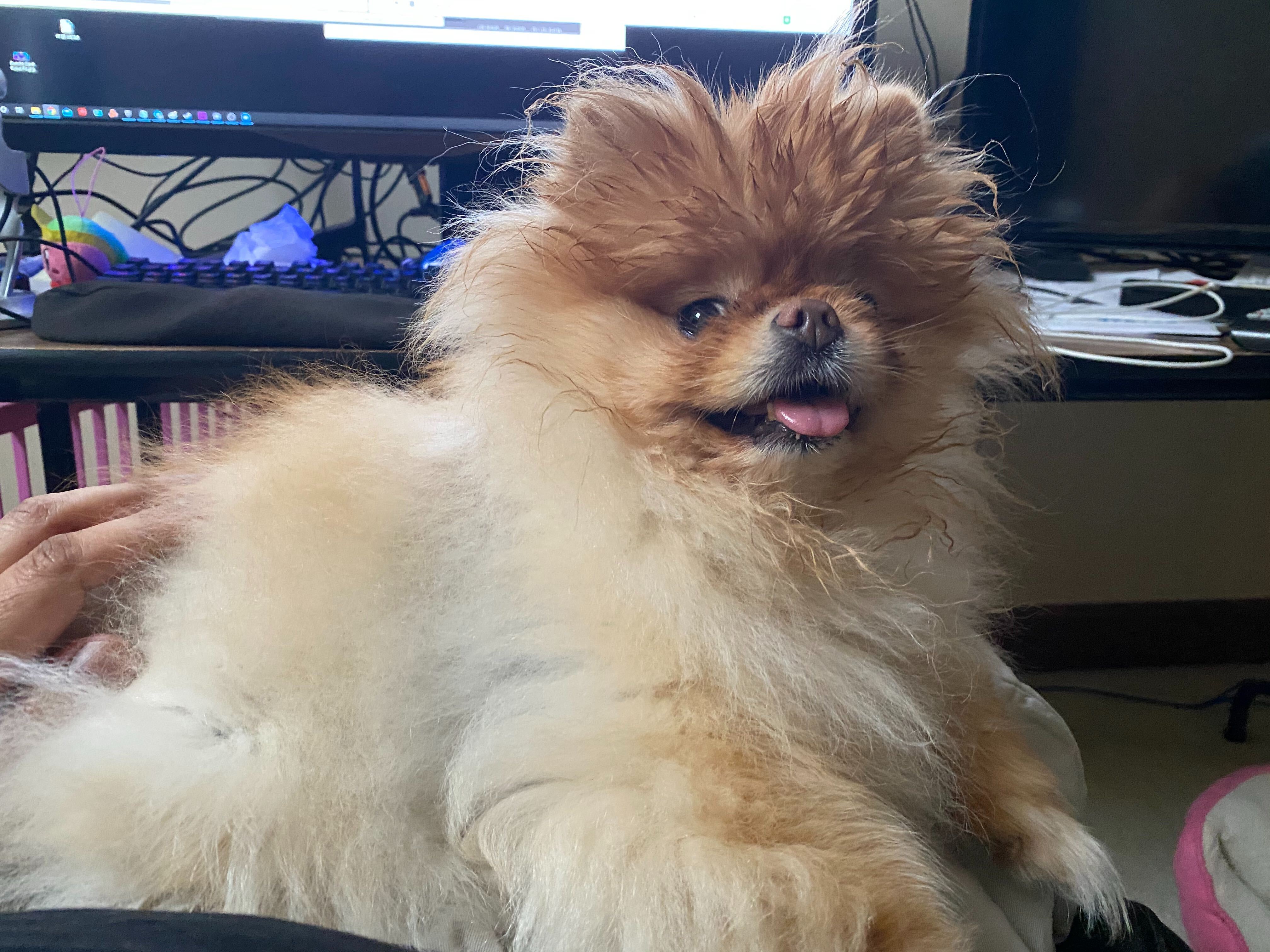 Lola is the best dog!