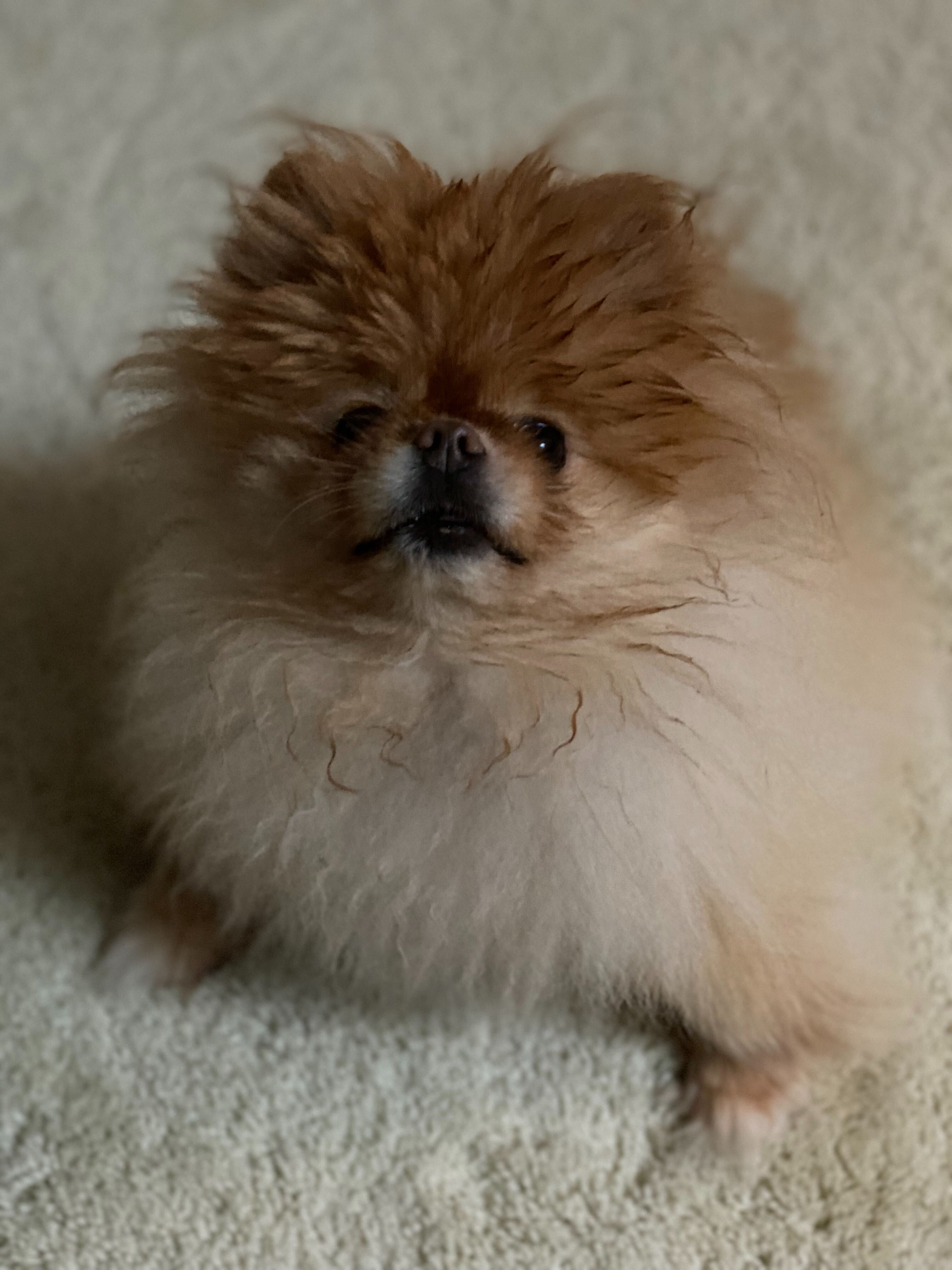 Lola is the best dog.
