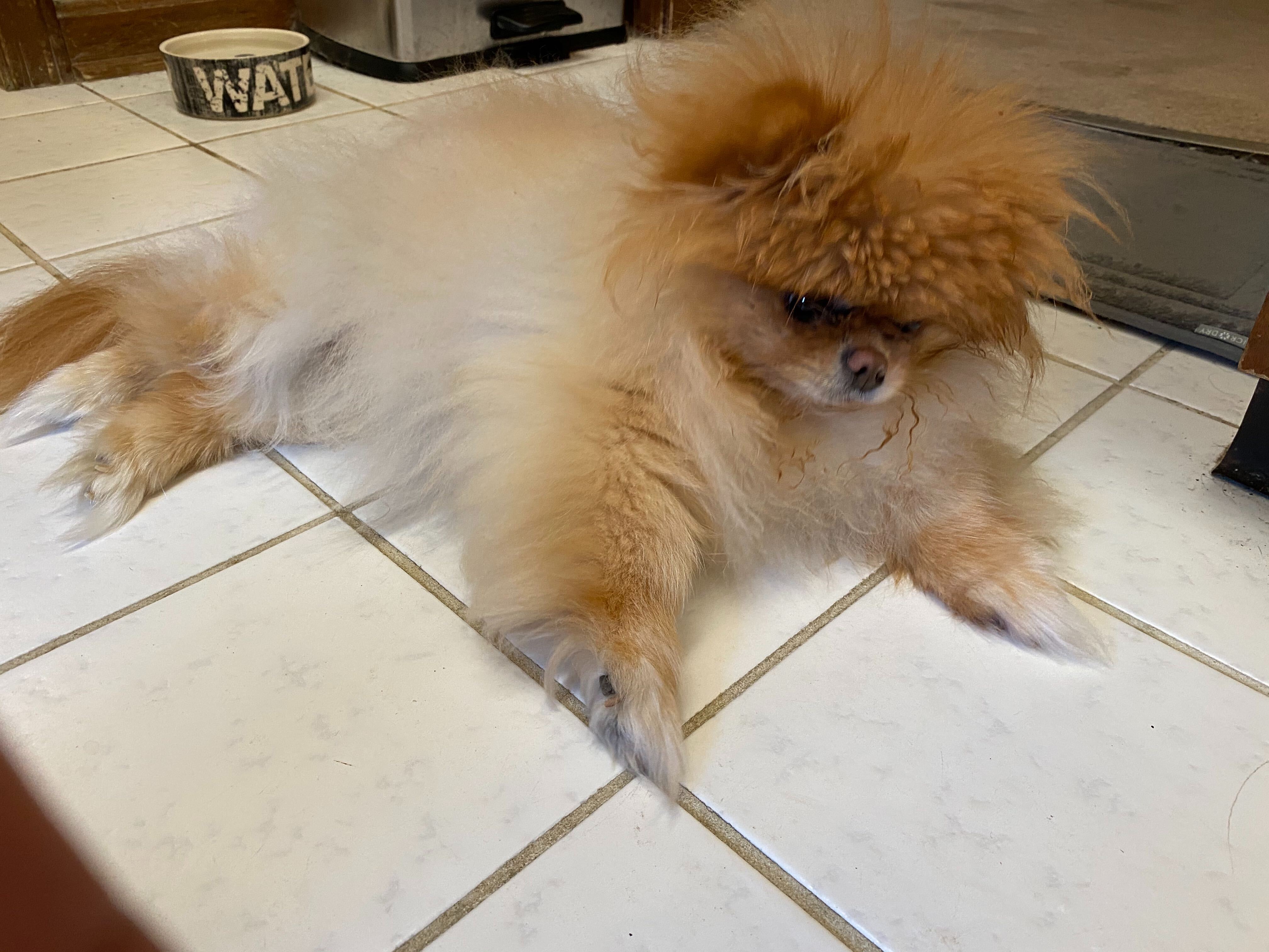Lola is the best dog.