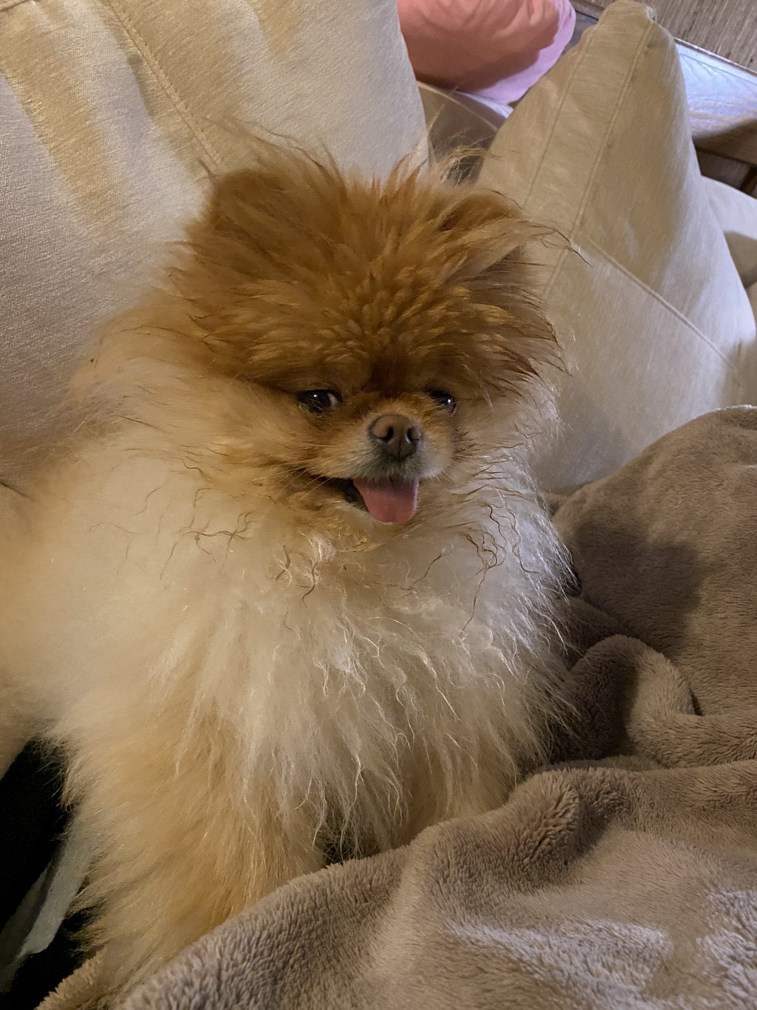 Lola is the best dog.