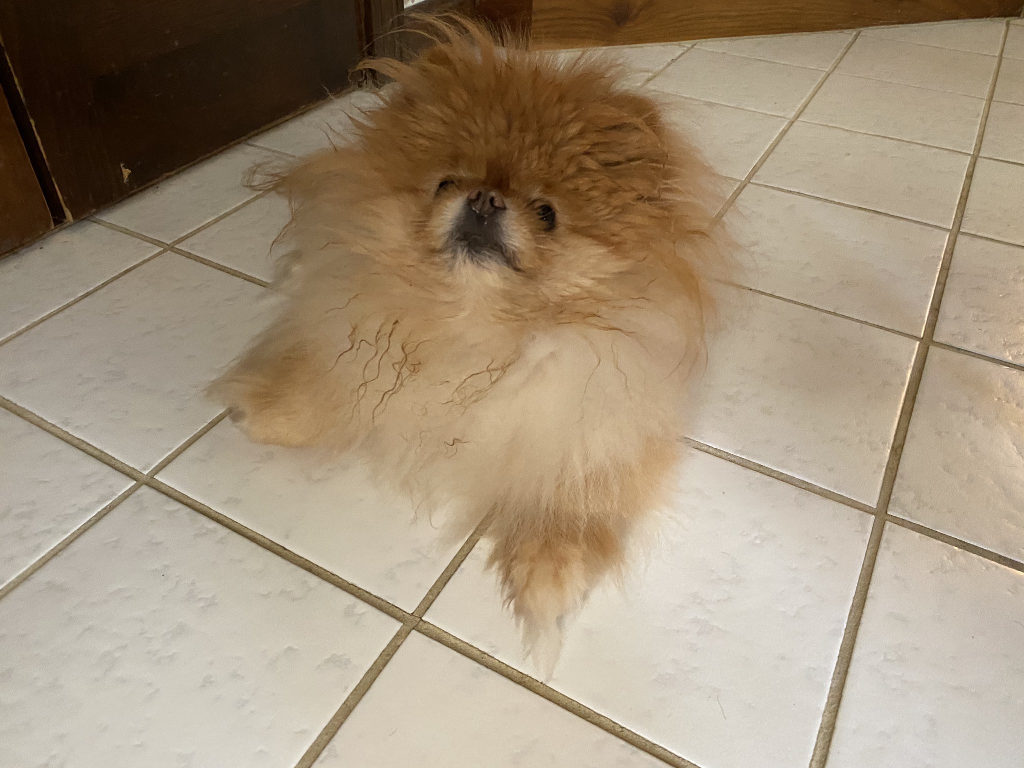 Lola is the best dog.