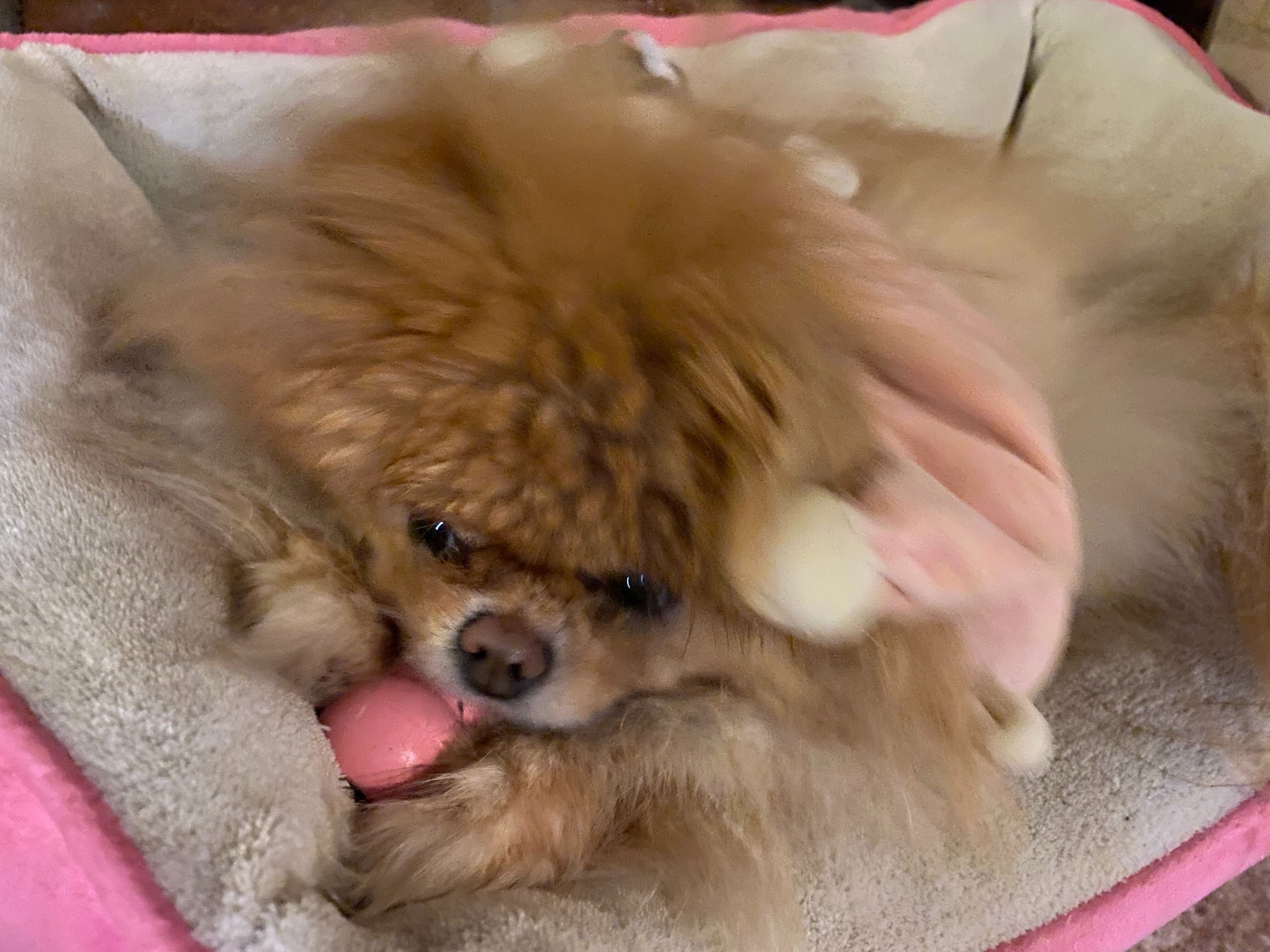Lola is the best dog.