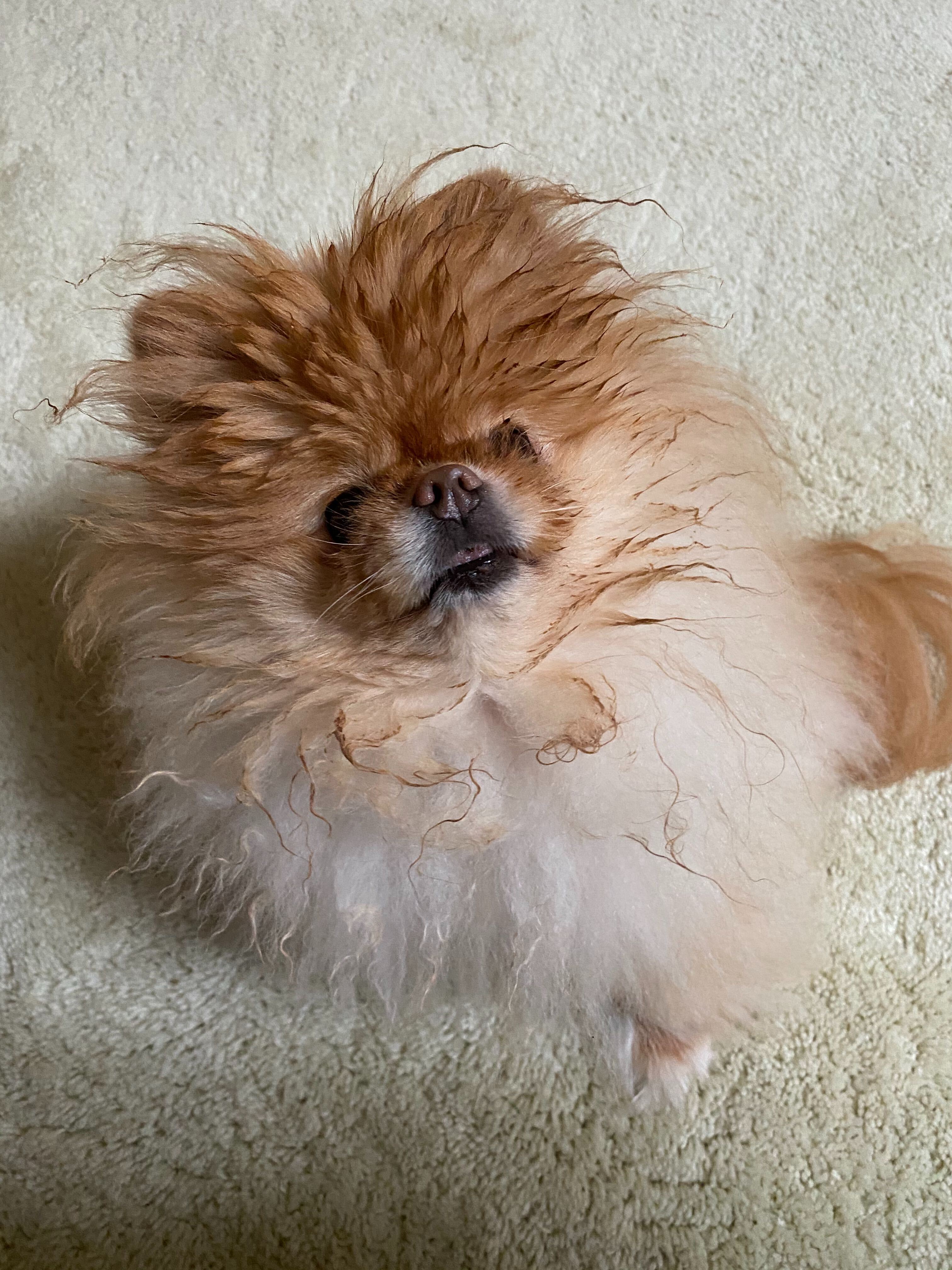 Lola is the best dog.
