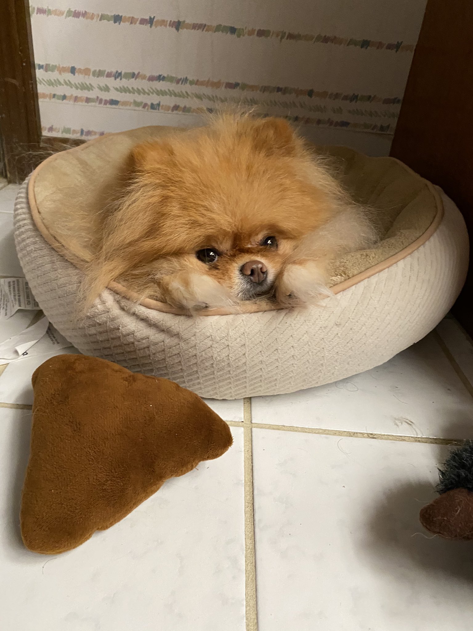 Lola is the best dog.